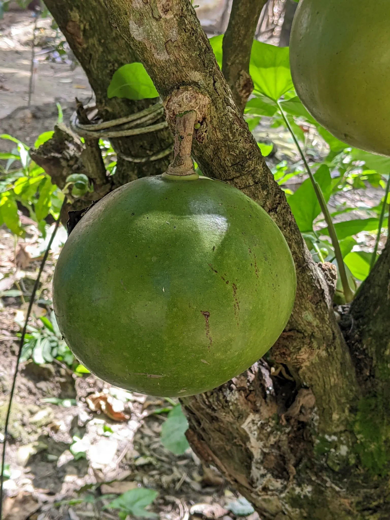 Jicaro (Crescentia Alata) — typically reaches a modest height of around 15 to 25 feet; tree with white blooms, image 111
