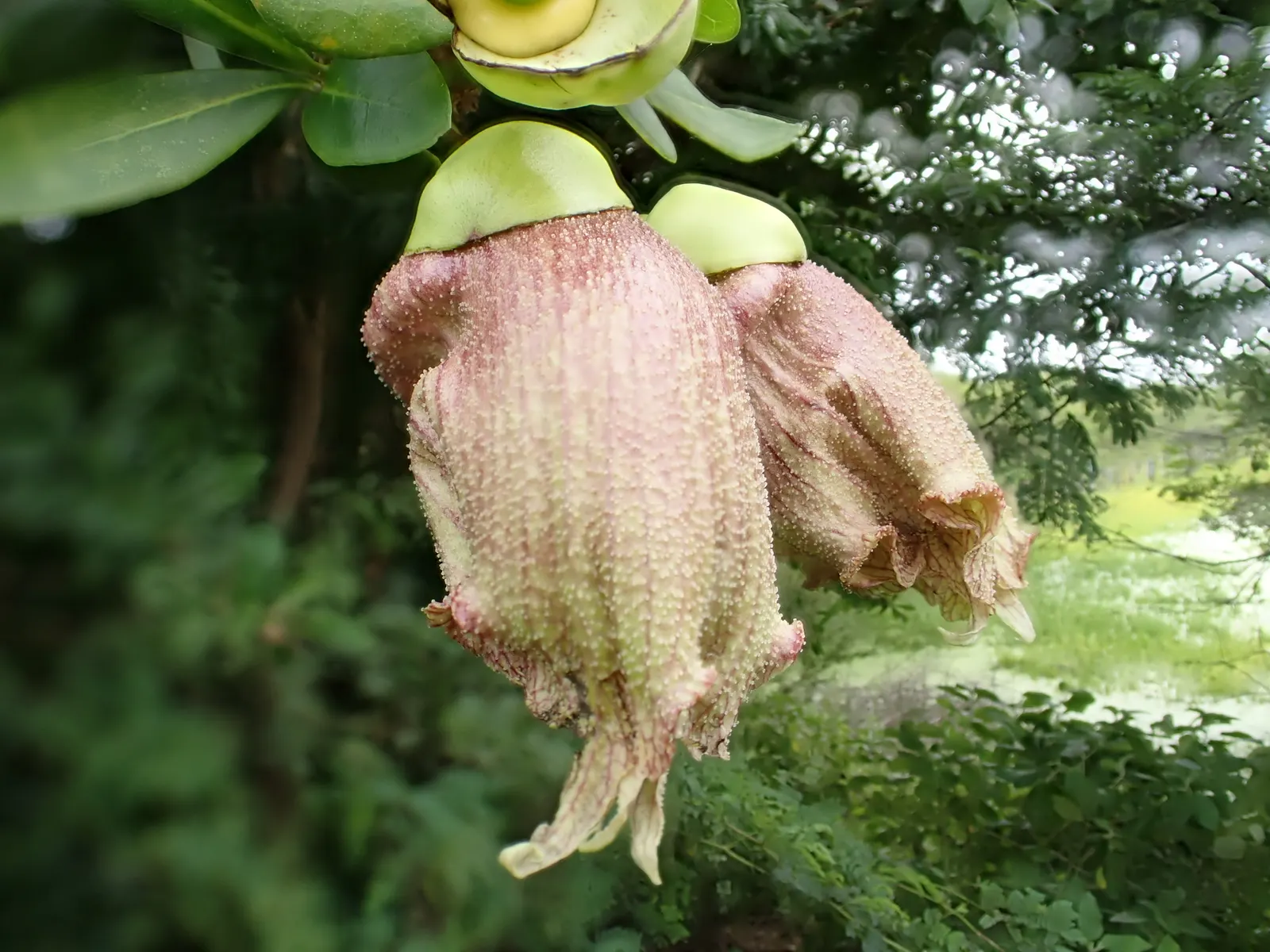 Jicaro (Crescentia Alata) — offering both aesthetic appeal and practical uses; native to Central America, image 59