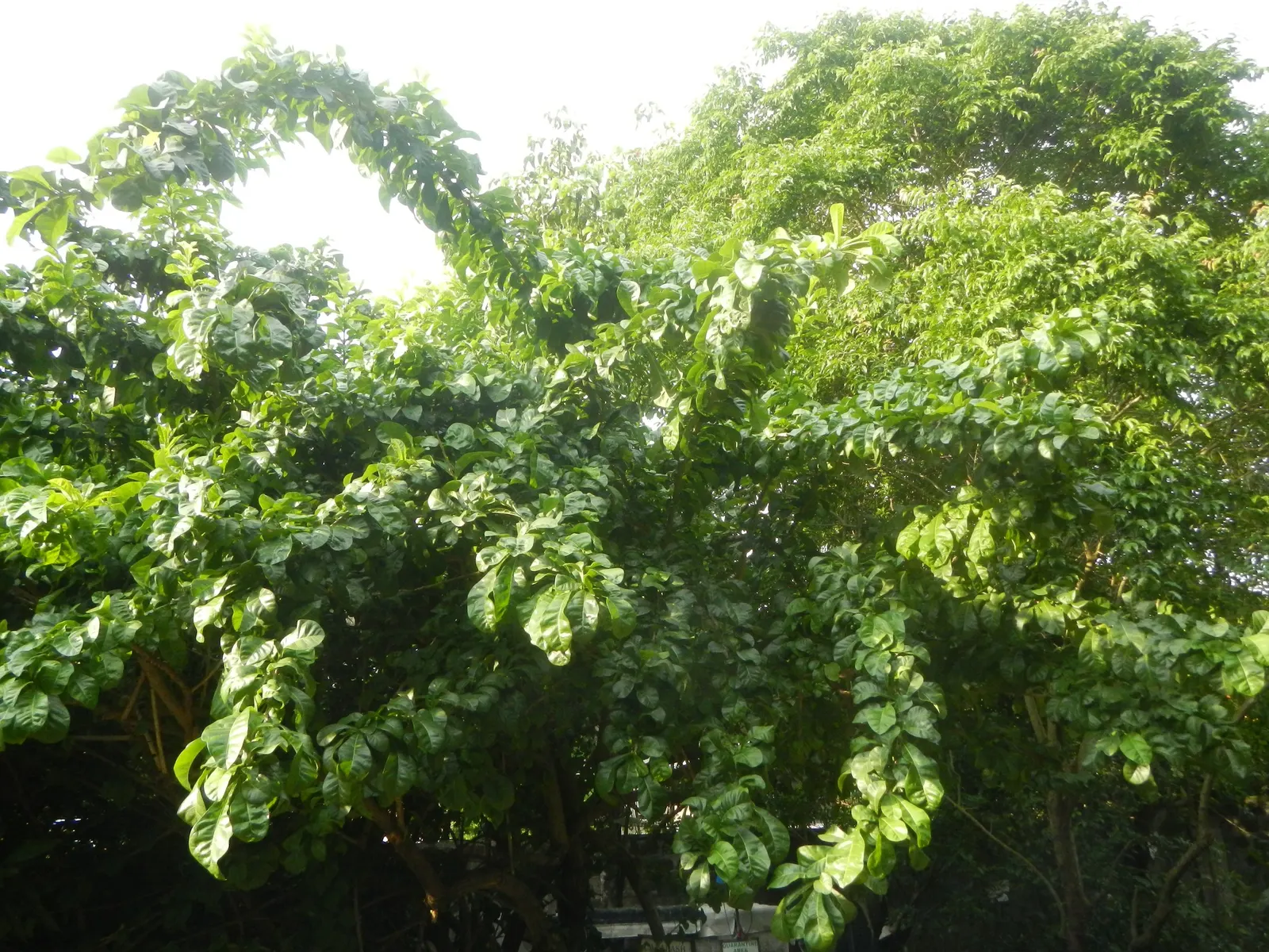 Jicaro (Crescentia Alata) — evergreen leaves that are arranged in a spiral fashion, image 88