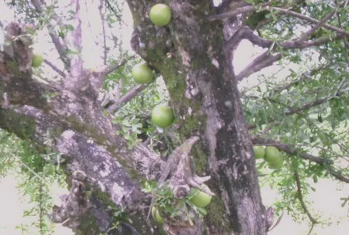 Jicaro (Crescentia Alata) — Glossy, lime-green leaves contrast with round, gourd-like fruit hanging on long stalks; its fruit is traditionally used, image 103