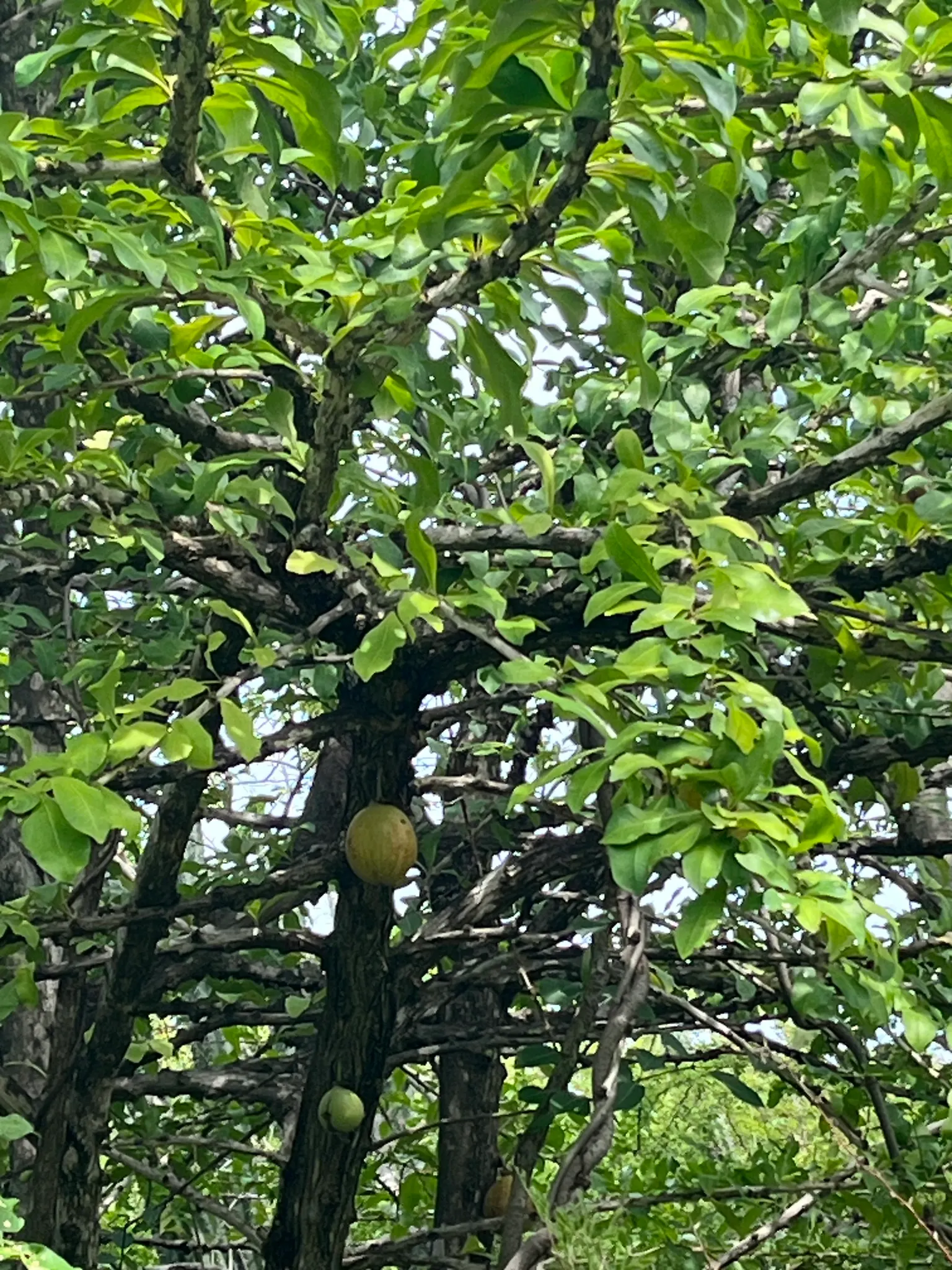 Jicaro (Crescentia Alata) — This resilient tree thrives in various soil types, although it prefers well-draining ground; distinctive fruiting habit, image 64