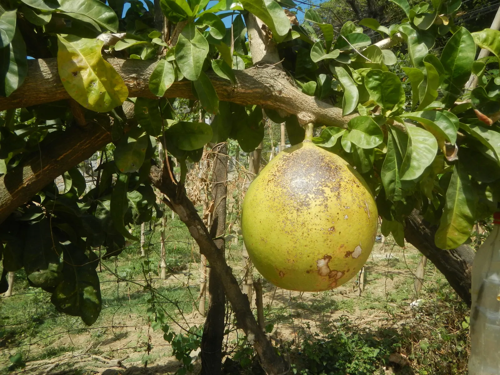 Jicaro (Crescentia Alata) — Its unusual silhouette creates visual interest year-round; this resilient tree thrives in various soil types, although, image 56