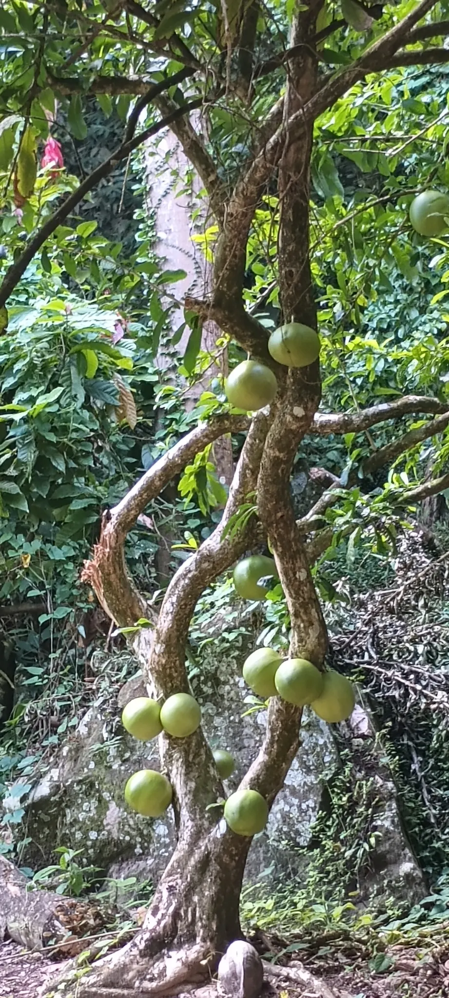 Jicaro (Crescentia Alata) — Crescentia alata, or Jicaro, is a small, drought-tolerant tree native to Central America