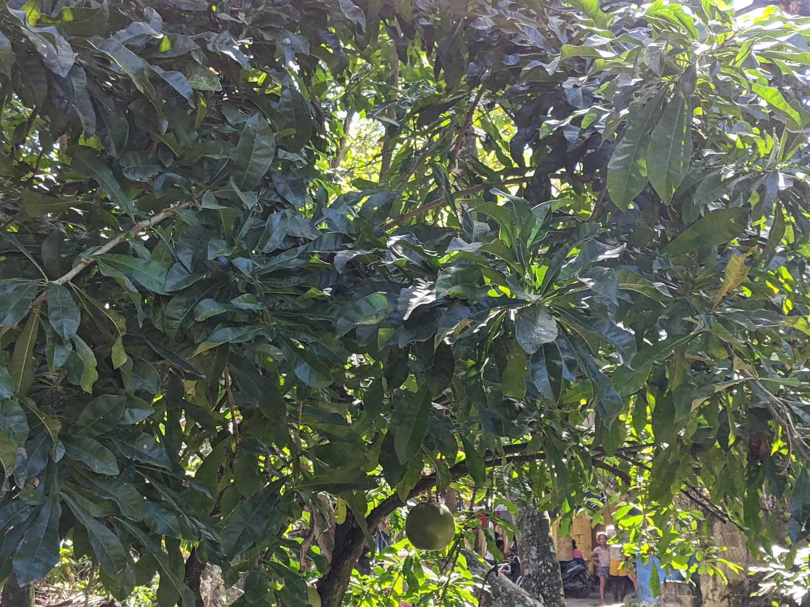Jicaro (Crescentia Alata) — Requires minimal care, making it a unique and low-maintenance choice for warm climate landscapes; also known by its, image 80