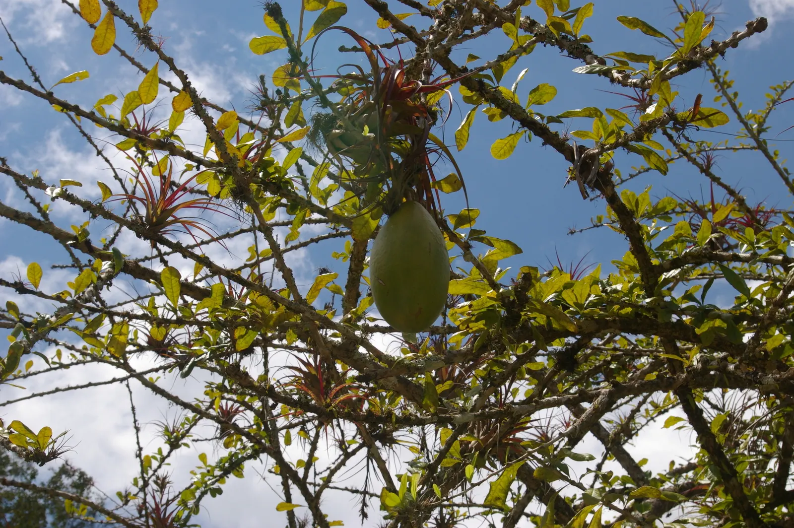 Jicaro (Crescentia Alata) — Glossy, lime-green leaves contrast with round, gourd-like fruit hanging on long stalks; its fruit is traditionally used, image 53
