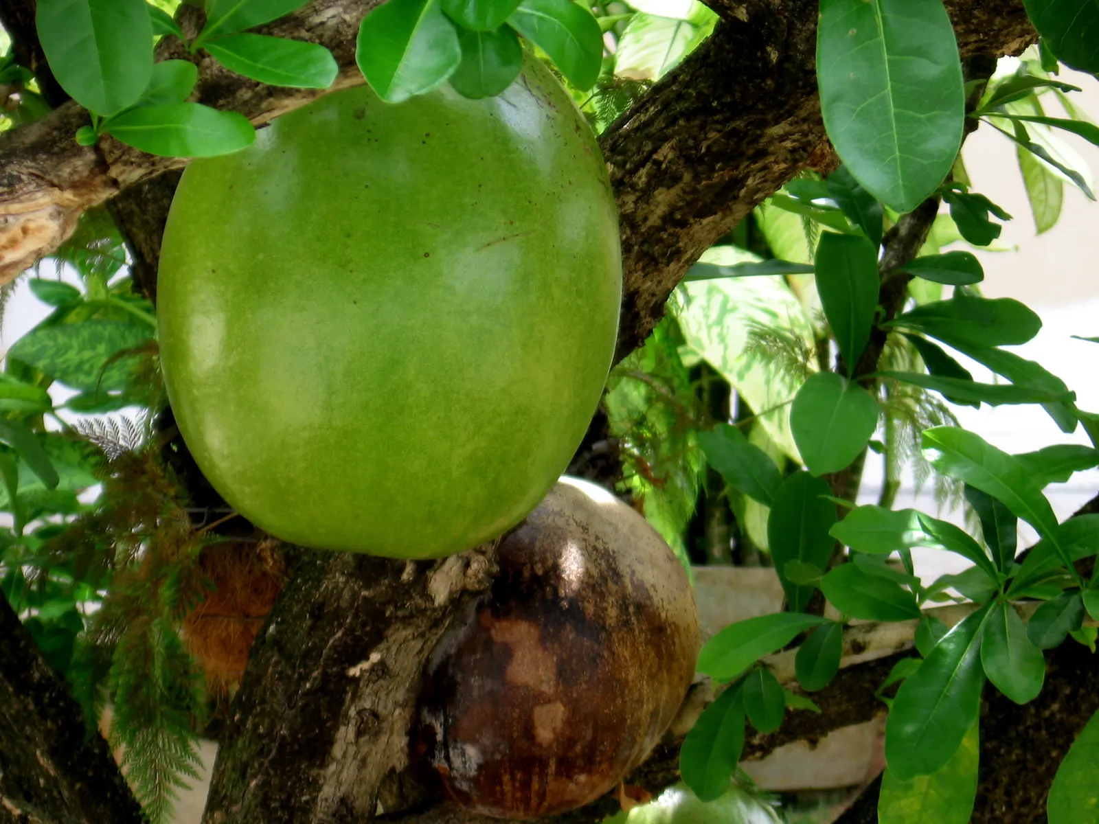 Jicaro (Crescentia Alata) — When selecting the Jicaro for a landscape; requires minimal care, making it a unique and low-maintenance choice for, image 94