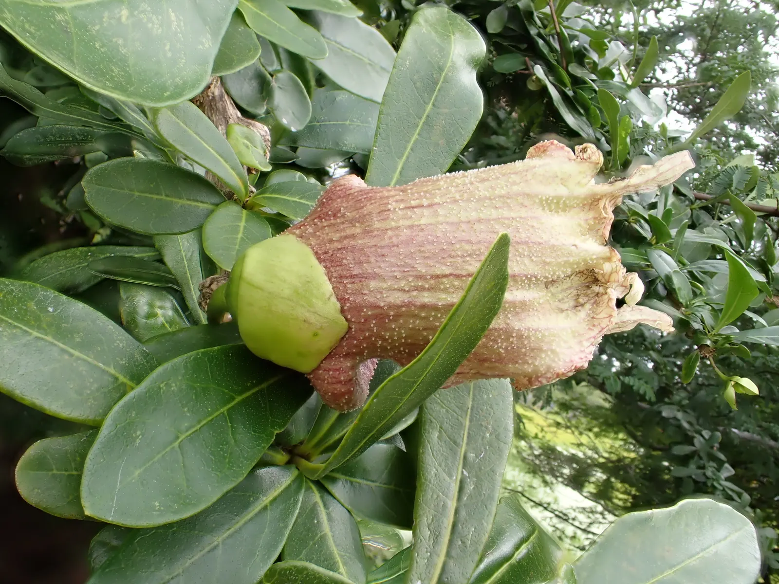 Jicaro (Crescentia Alata) — and minimal maintenance requirements; when selecting the Jicaro for a landscape, image 121