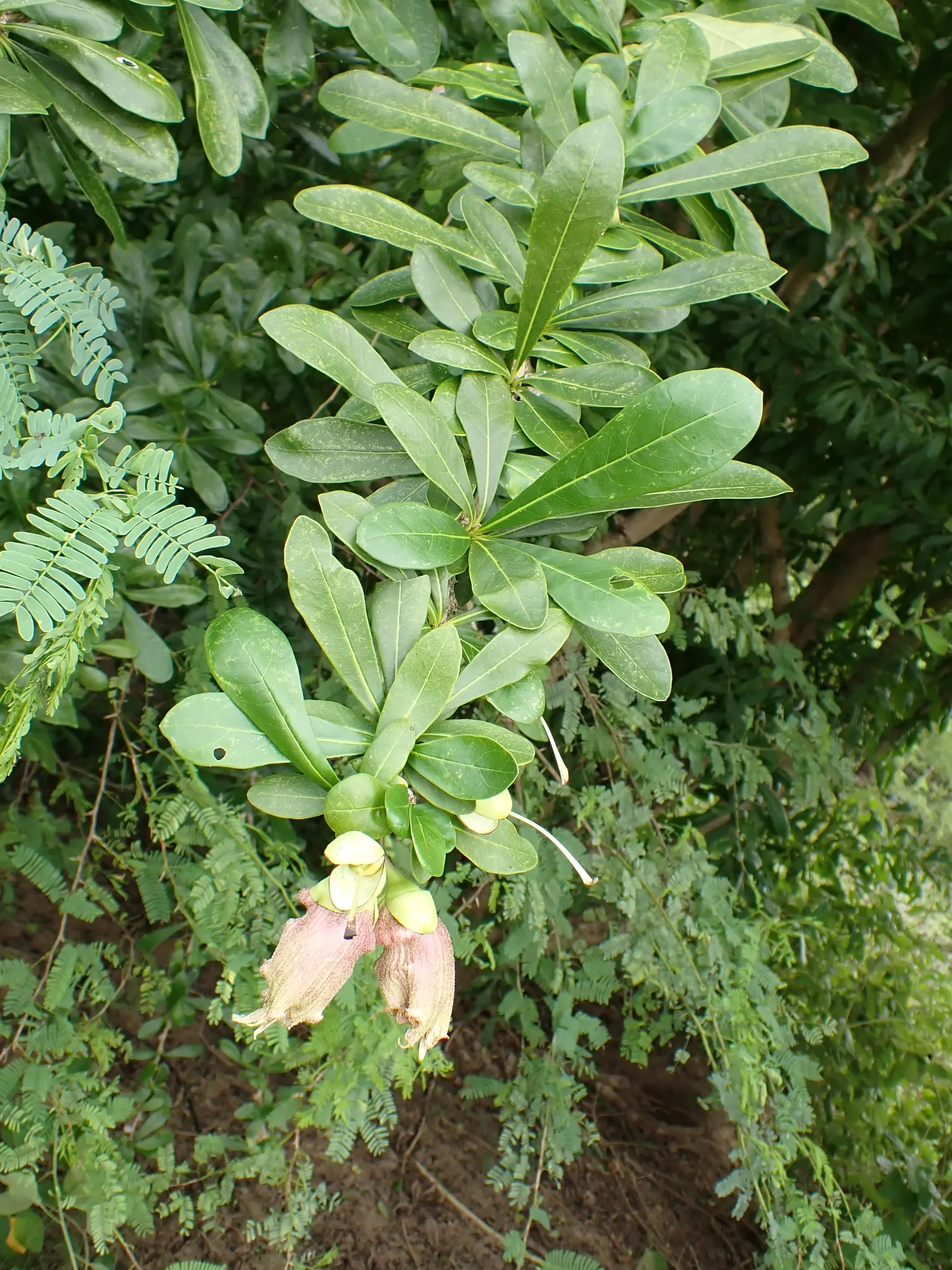 Jicaro (Crescentia Alata) — evergreen leaves that are arranged in a spiral fashion
