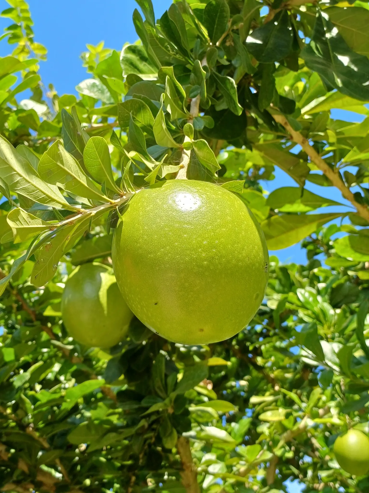 Jicaro (Crescentia Alata) — This resilient tree thrives in various soil types, although it prefers well-draining ground; distinctive fruiting habit, image 89