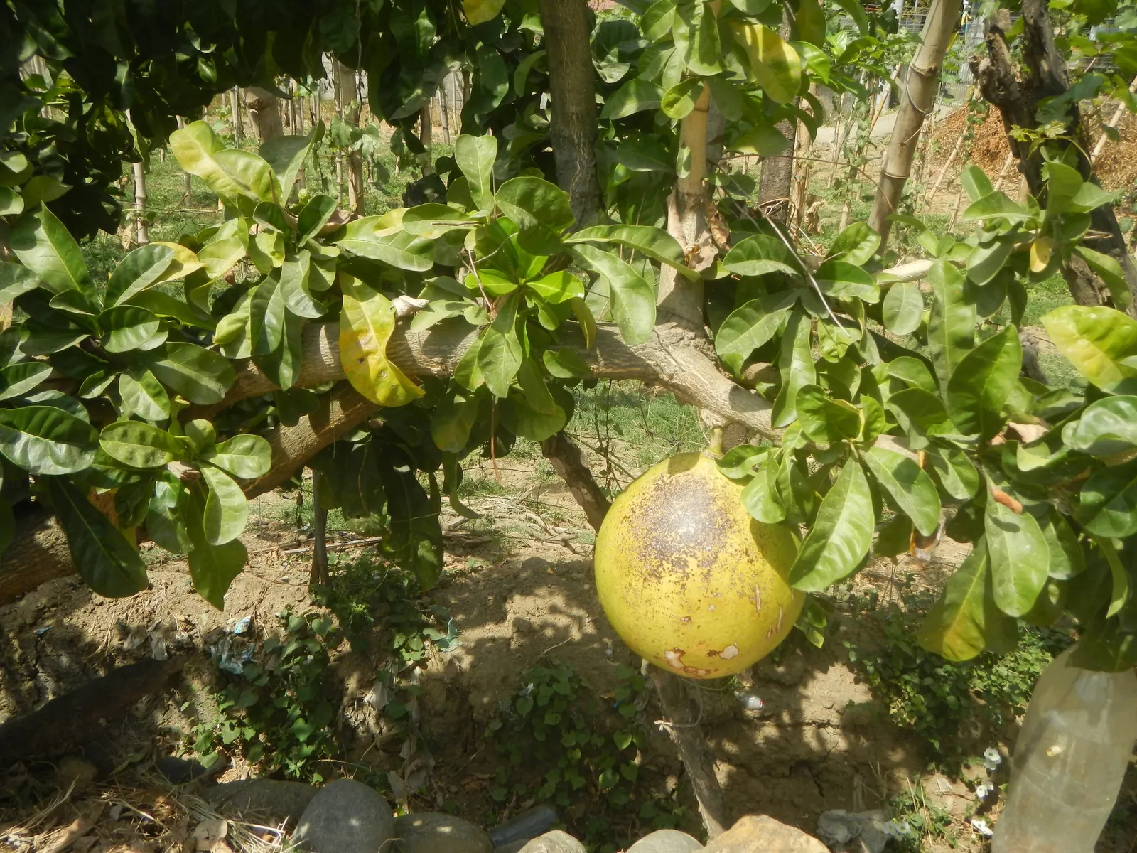 Jicaro (Crescentia Alata) — Typically reaching 15-20 ft in height, it features a distinctive round canopy; typically reaches a modest height of around 15 to 25