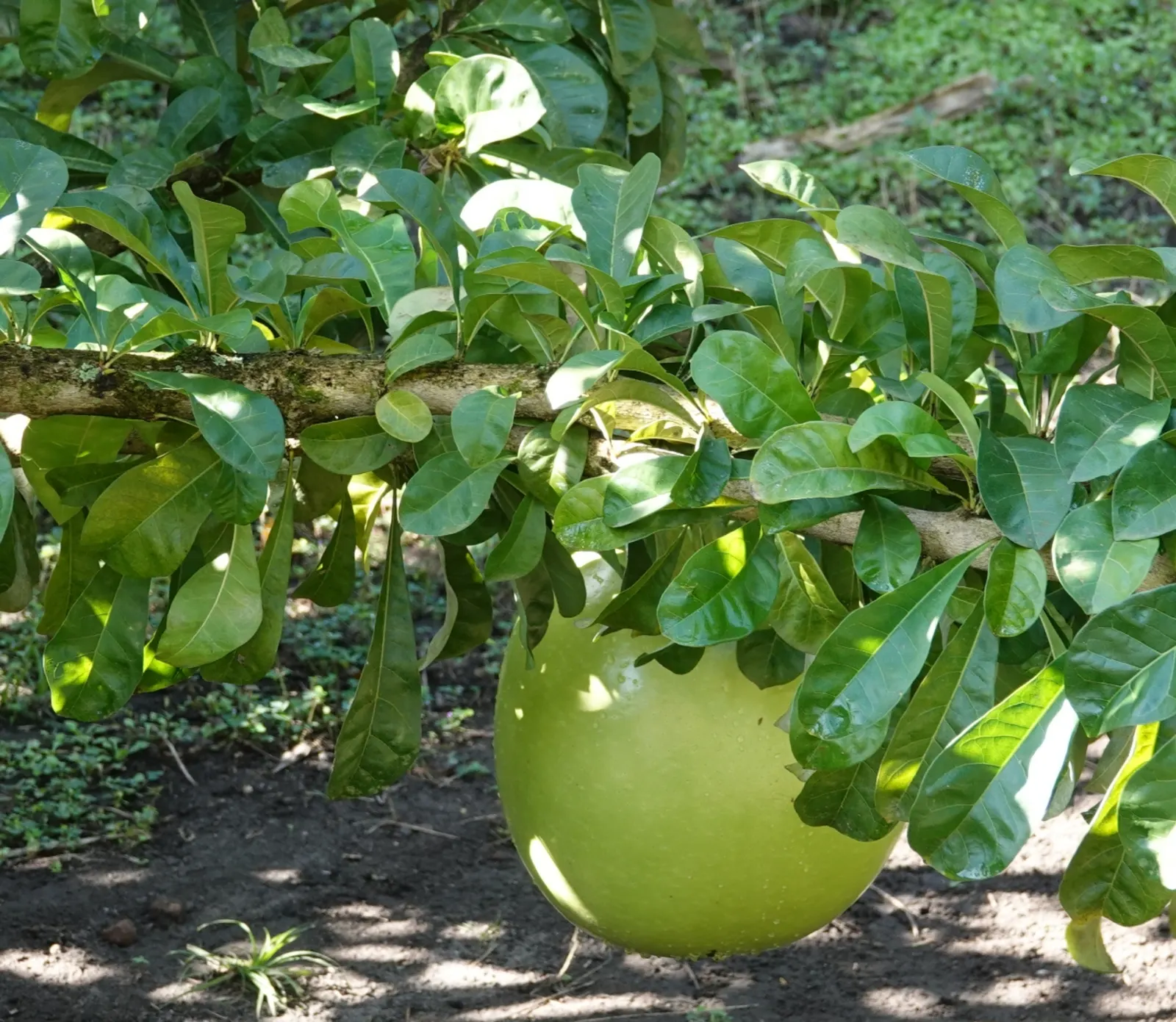 Jicaro (Crescentia Alata) — Typically reaching 15-20 ft in height, it features a distinctive round canopy; typically reaches a modest height of, image 52