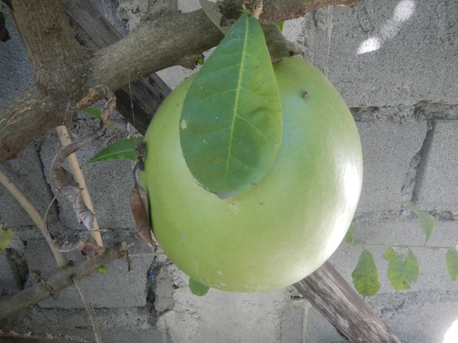 Jicaro (Crescentia Alata) — Crescentia alata, or Jicaro, is a small, drought-tolerant tree native to Central America; prefers full sun and, image 51