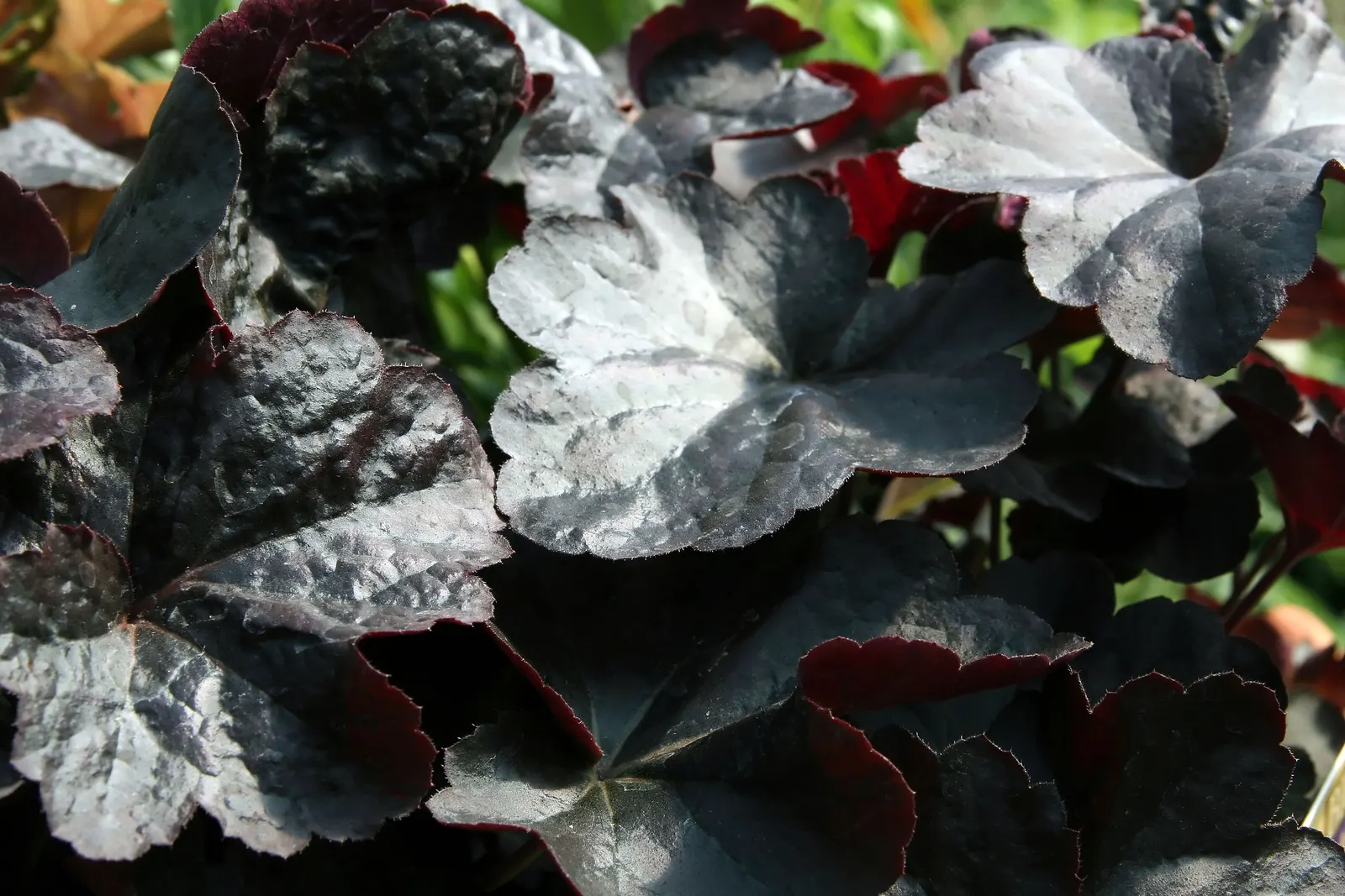 Obsidian Alum Root (Heuchera 'Obsidian') — Heuchera 'Obsidian', known as Obsidian Alum Root, is cherished for its stunning, nearly black, glossy foliage