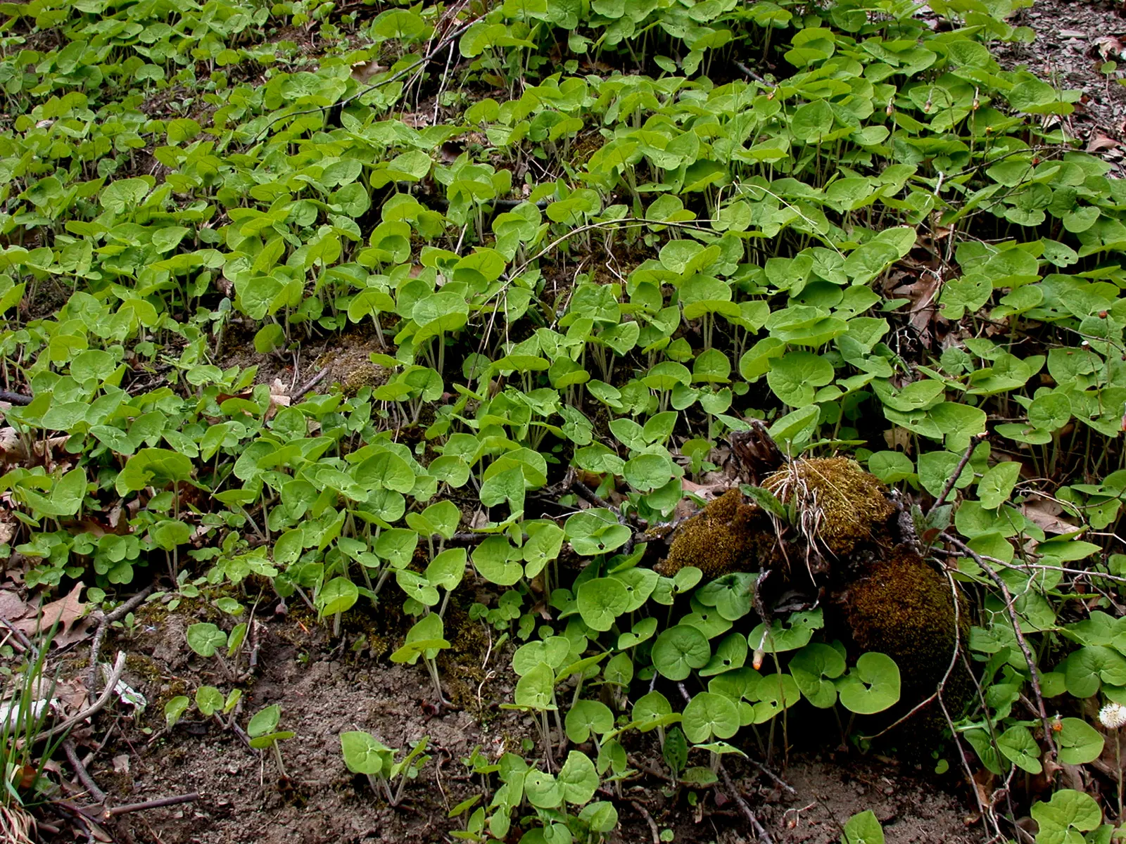 Wild Ginger (Asarum Canadense) — Its rootstock emits a ginger-like fragrance, hence the name; typically reaching only 6 to 12 inches in height with, image 47
