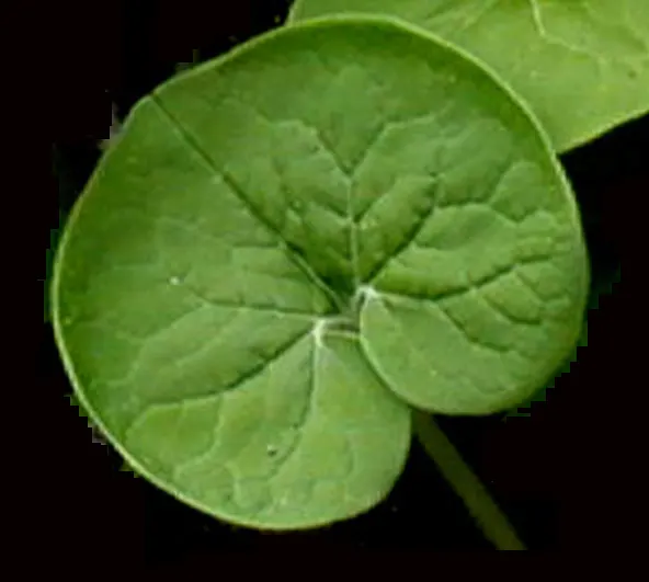 Wild Ginger (Asarum Canadense) — adding a broad-leafed visual interest beneath taller plants or trees; typically reaching only 6 to 12 inches in, image 77