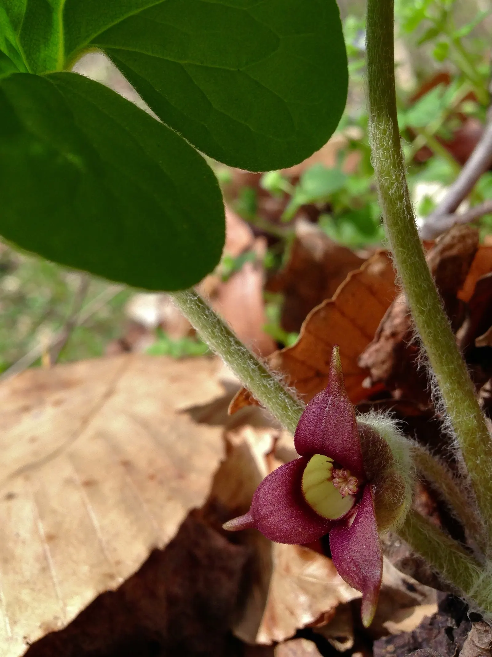 Wild Ginger (Asarum Canadense) — Wild Ginger, or Asarum canadense, is a North American perennial groundcover; maroon, bell-shaped flowers bloom, image 85