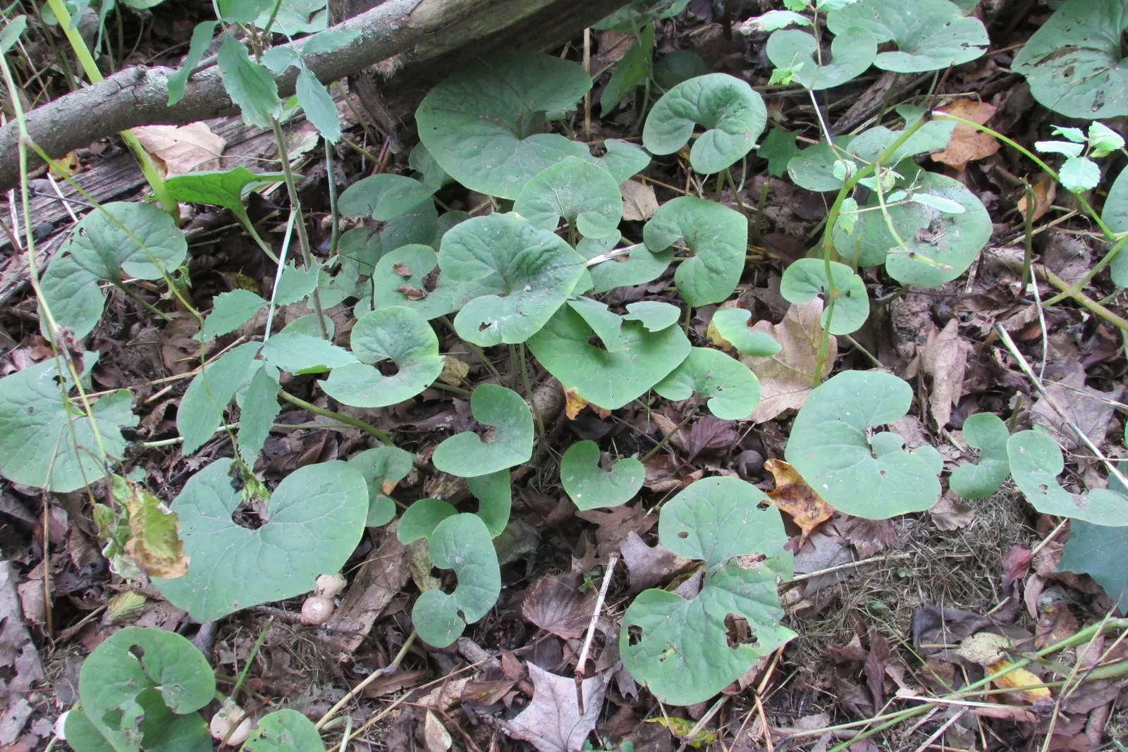 Wild Ginger (Asarum Canadense) — where its roots were utilized as a ginger substitute