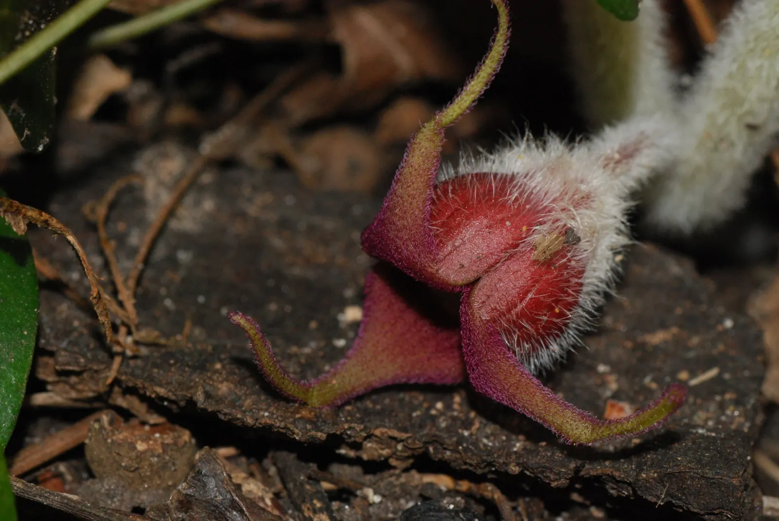 Wild Ginger (Asarum Canadense) — creating a lush carpet of foliage.<br><br>The heart-shaped leaves of Wild Ginger are a deep green; when planting, image 117