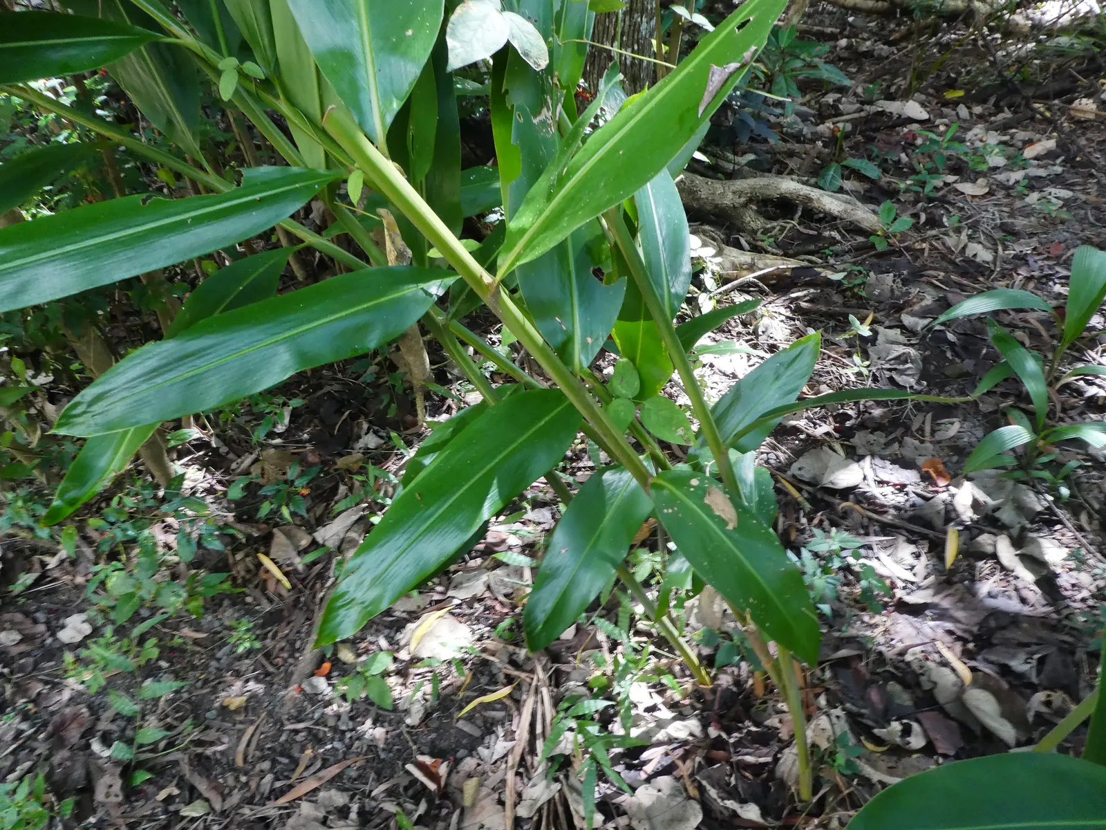 Wild Ginger (Asarum Canadense) — With heart-shaped leaves reaching 6 inches wide, it spreads to form a dense, 12-24 inches wide mat; when planting, image 45