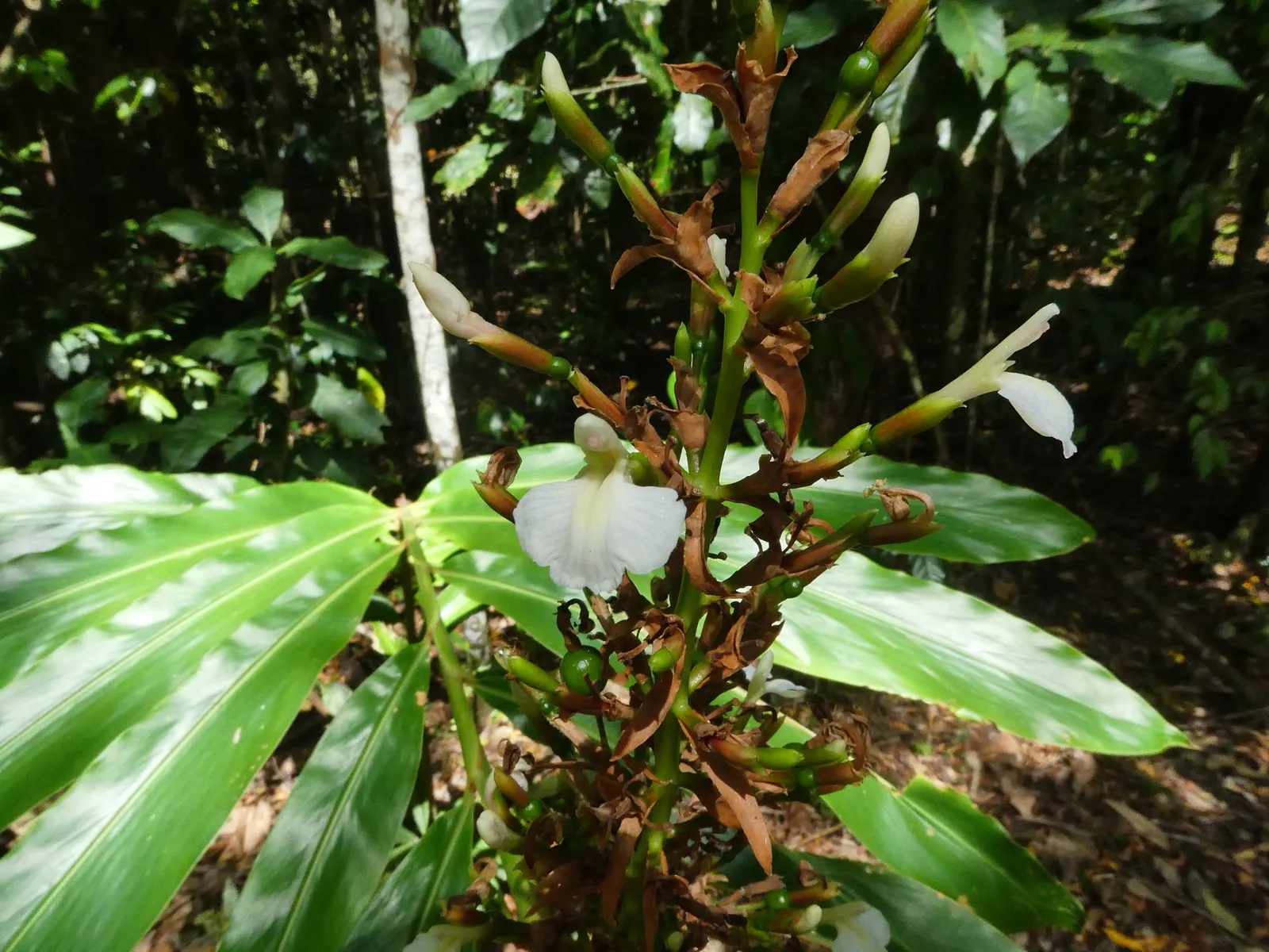 Wild Ginger (Asarum Canadense) — with a velvety texture that can span up to 6 inches across; maroon, bell-shaped flowers bloom subtly beneath, image 118