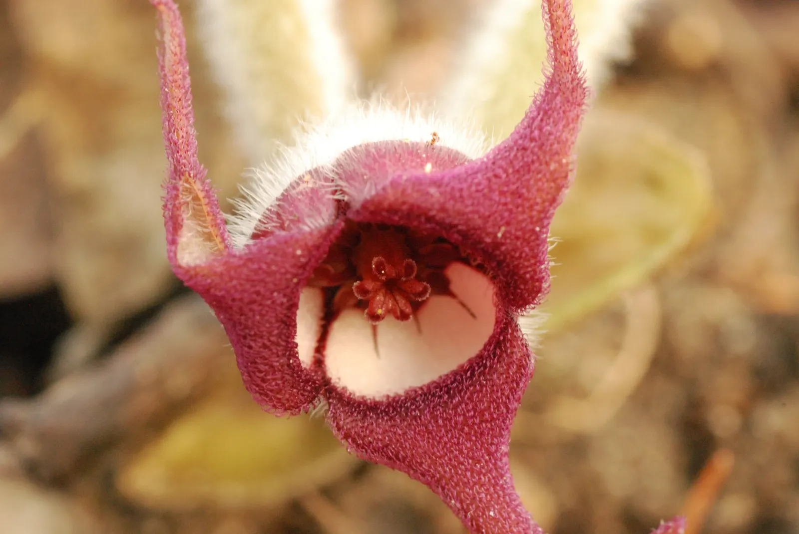 Wild Ginger (Asarum Canadense) — where its roots were utilized as a ginger substitute; typically reaching only 6 to 12 inches in height with a similar spread