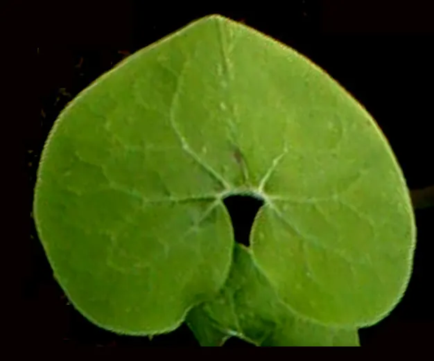 Wild Ginger (Asarum Canadense) — Hardy, low-maintenance, and excellent for naturalistic woodland settings