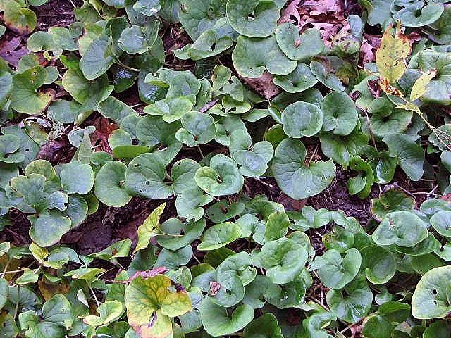 Wild Ginger (Asarum Canadense) — is a North American native perennial that thrives in the dappled shade of woodland settings; typically reaching, image 92
