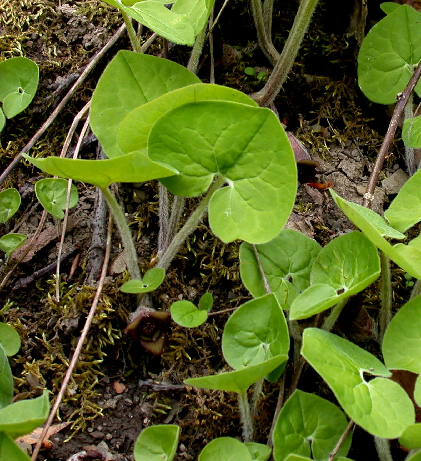 Wild Ginger (Asarum Canadense) — adding a broad-leafed visual interest beneath taller plants or trees; typically reaching only 6 to 12 inches in height with a