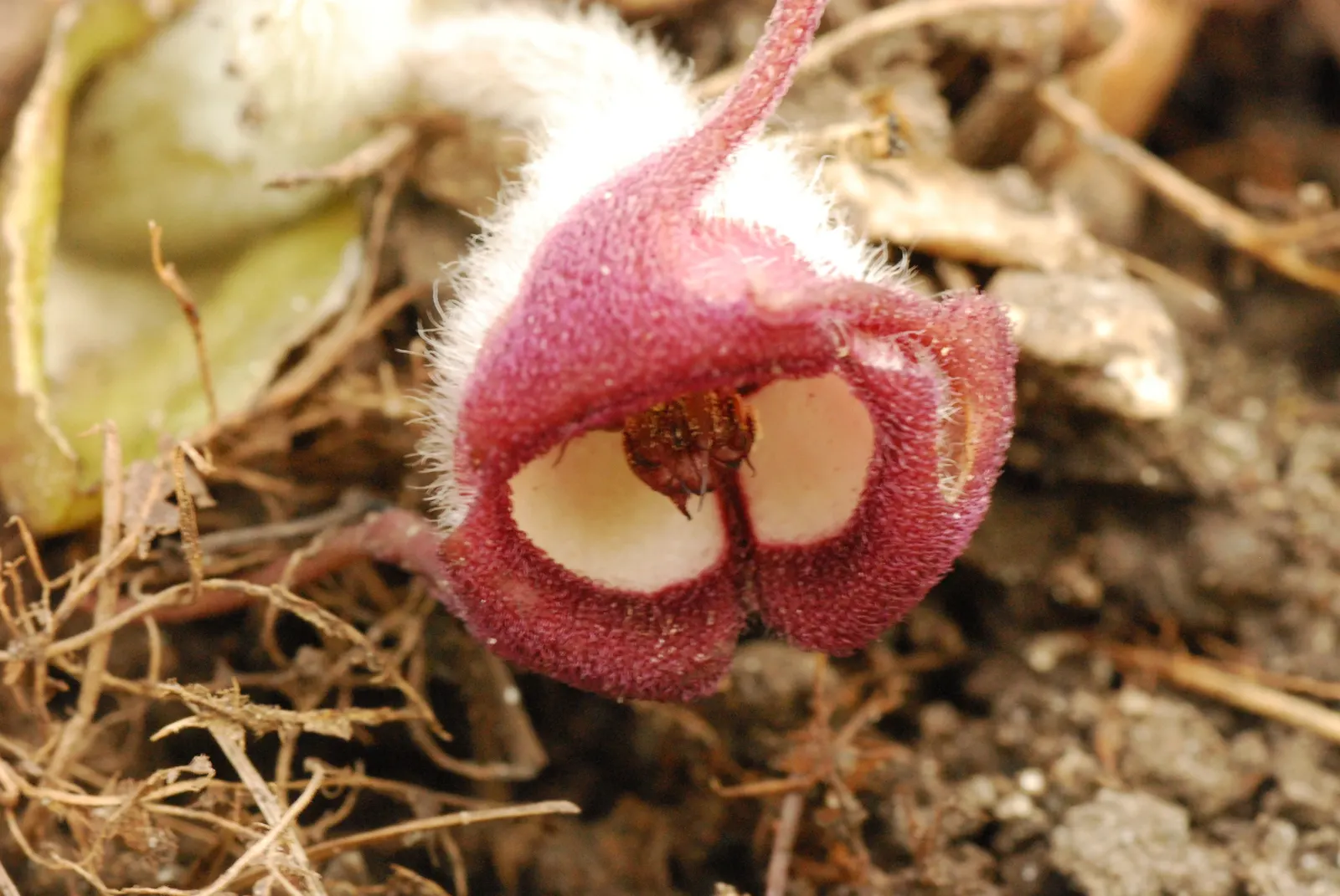 Wild Ginger (Asarum Canadense) — with a velvety texture that can span up to 6 inches across; maroon, bell-shaped flowers bloom subtly beneath, image 76