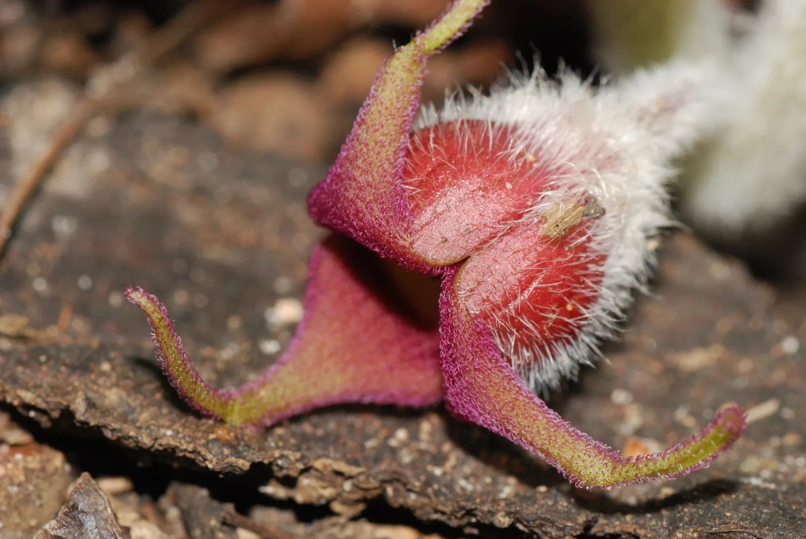Wild Ginger (Asarum Canadense) — is a North American native perennial that thrives in the dappled shade of woodland settings; typically reaching, image 50