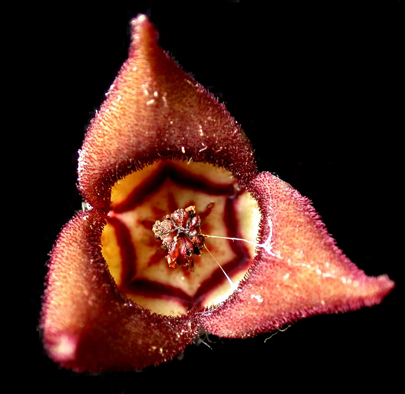 Wild Ginger (Asarum Canadense) — Its rootstock emits a ginger-like fragrance, hence the name; typically reaching only 6 to 12 inches in height with, image 89