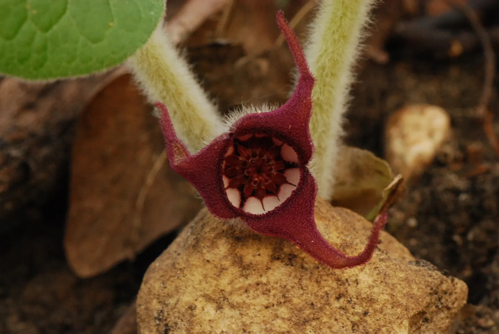 Wild Ginger (Asarum Canadense) — The flowers are a reddish-brown hue; maroon, bell-shaped flowers bloom subtly beneath foliage in spring, image 58