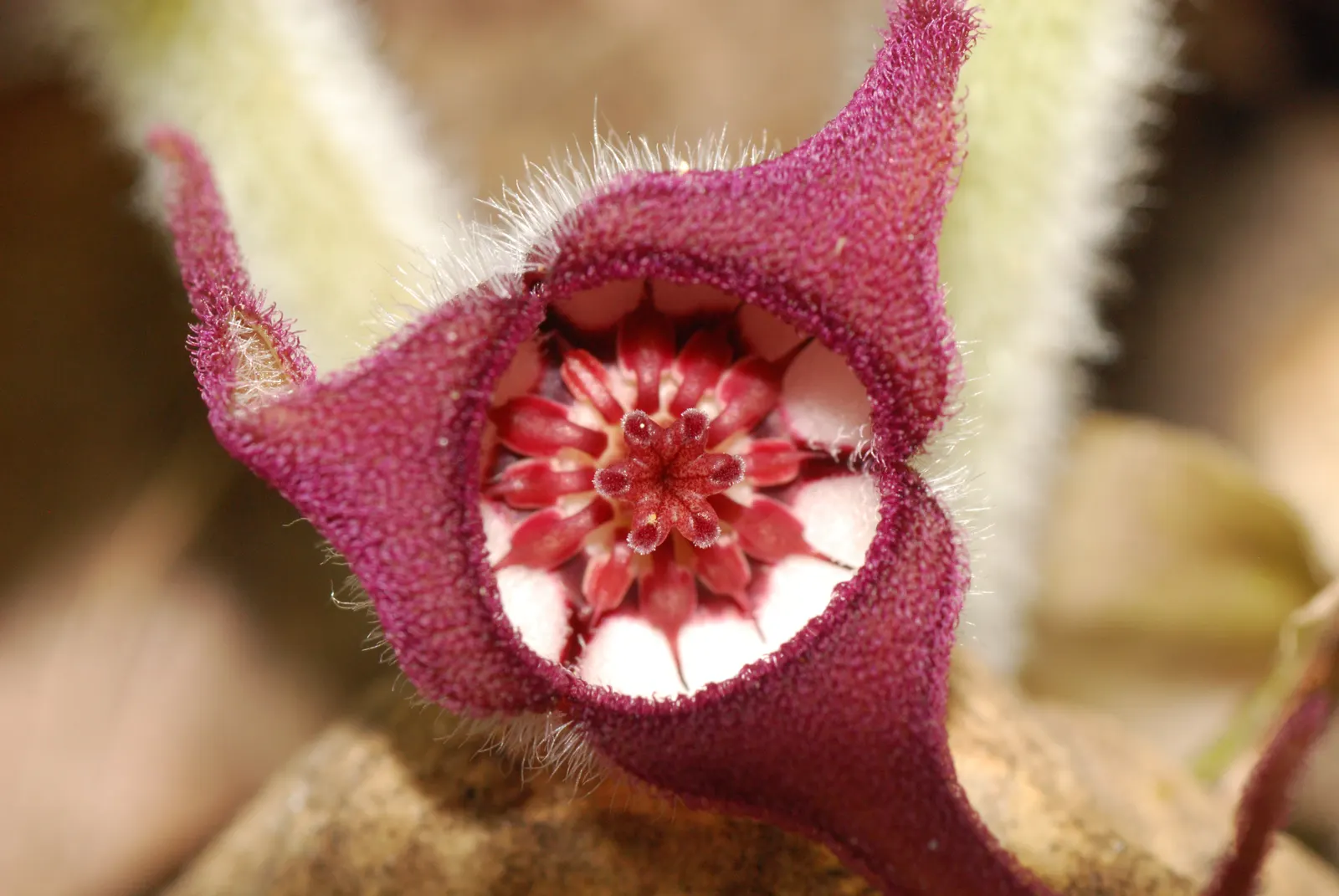 Wild Ginger (Asarum Canadense) — Maroon, bell-shaped flowers bloom subtly beneath foliage in spring