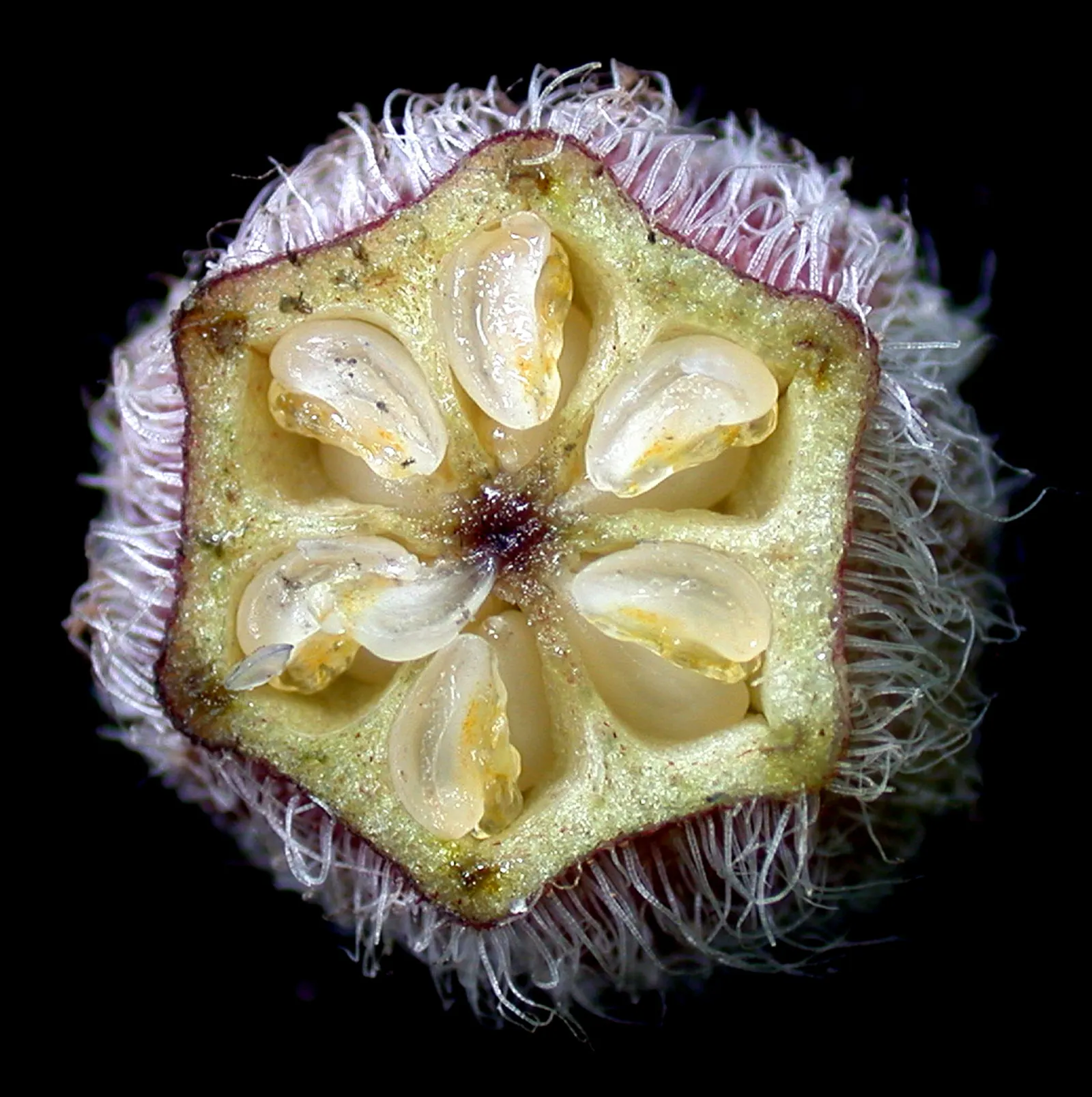Wild Ginger (Asarum Canadense) — Wild Ginger, or Asarum canadense, is a North American perennial groundcover; maroon, bell-shaped flowers bloom, image 64