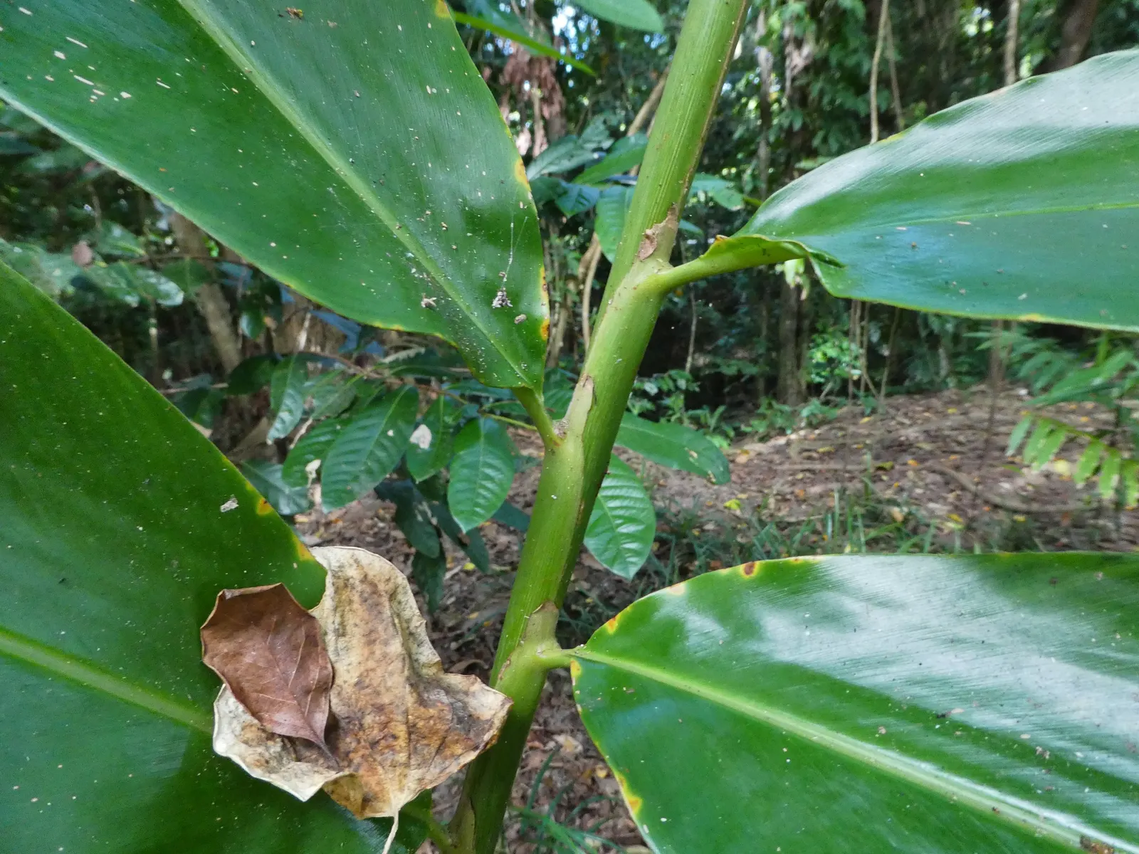 Wild Ginger (Asarum Canadense) — The flowers are a reddish-brown hue; maroon, bell-shaped flowers bloom subtly beneath foliage in spring, image 100