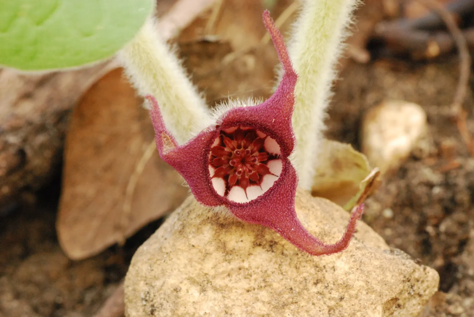 Wild Ginger (Asarum Canadense) — When planting, space the rhizomes approximately 12 inches apart to establish a dense mat