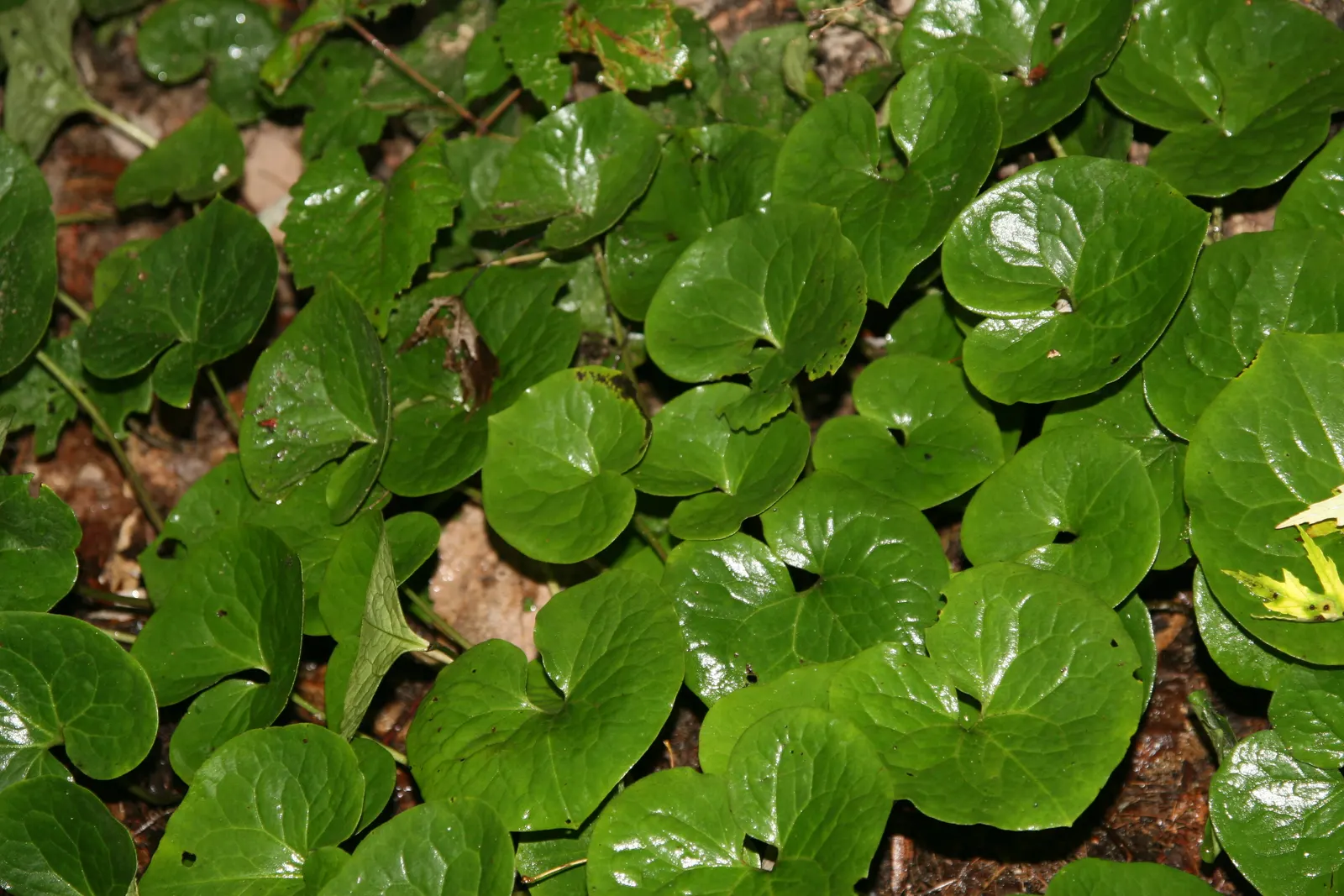 Wild Ginger (Asarum Canadense) — The plant boasts a low-spreading habit; maroon, bell-shaped flowers bloom subtly beneath foliage in spring, image 52