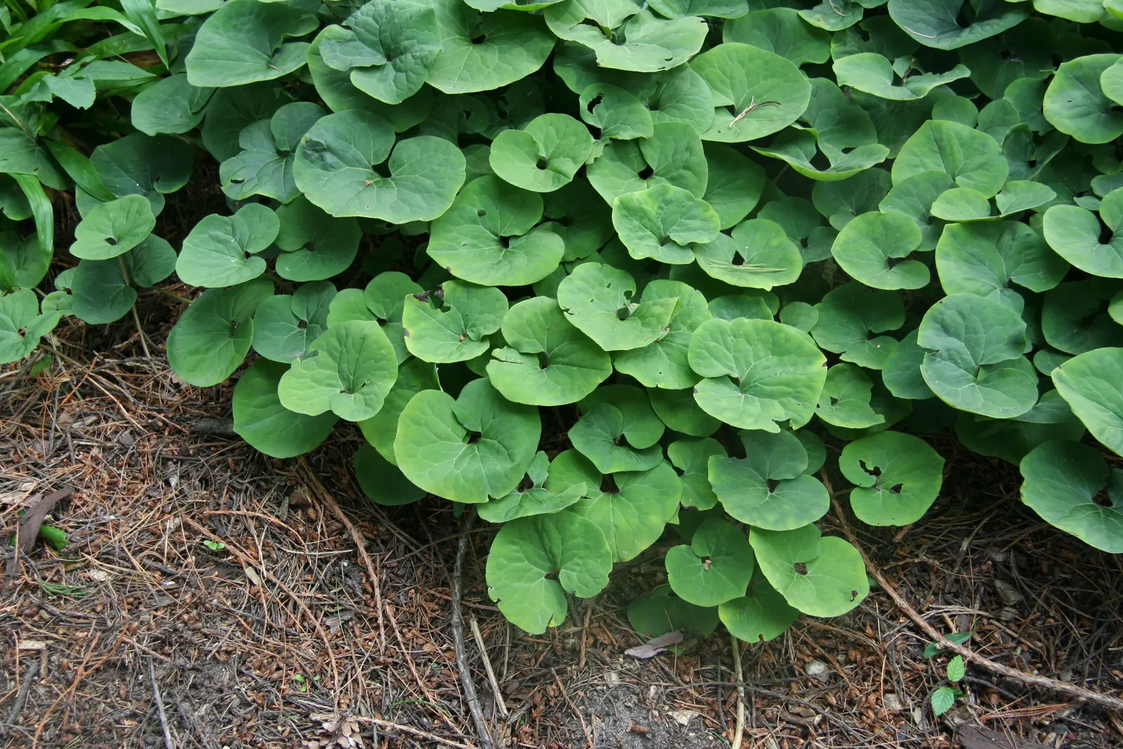 Wild Ginger (Asarum Canadense) — ground cover for half or shade; when planting, space the rhizomes approximately 12 inches apart to establish a, image 63