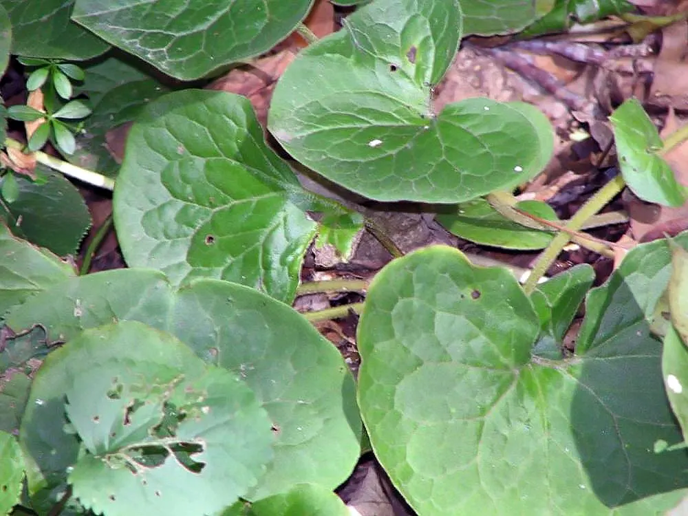 Wild Ginger (Asarum Canadense) — typically reaching only 6 to 12 inches in height with a similar spread, image 74