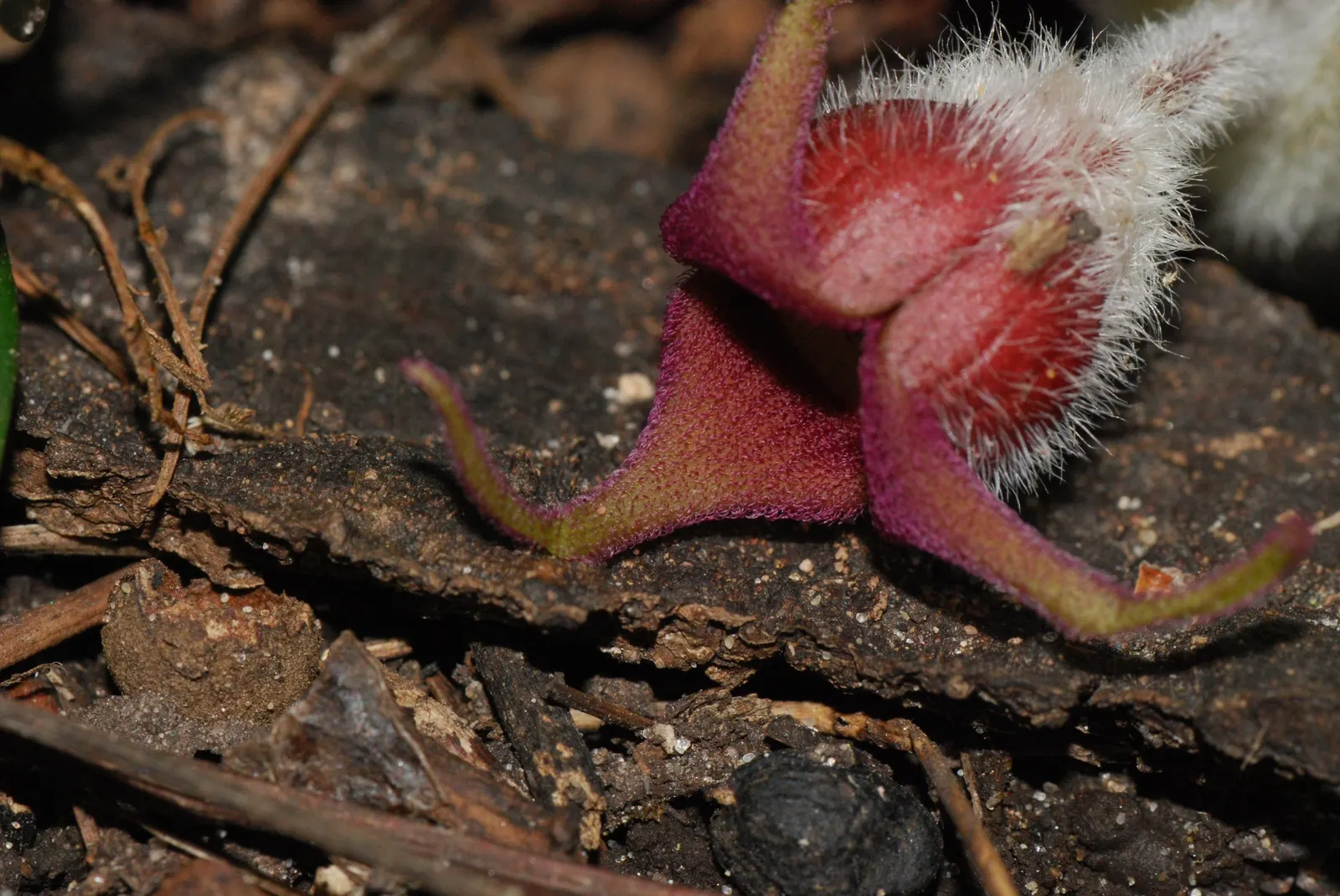 Wild Ginger (Asarum Canadense) — ground cover for half or shade; when planting, space the rhizomes approximately 12 inches apart to establish a, image 84