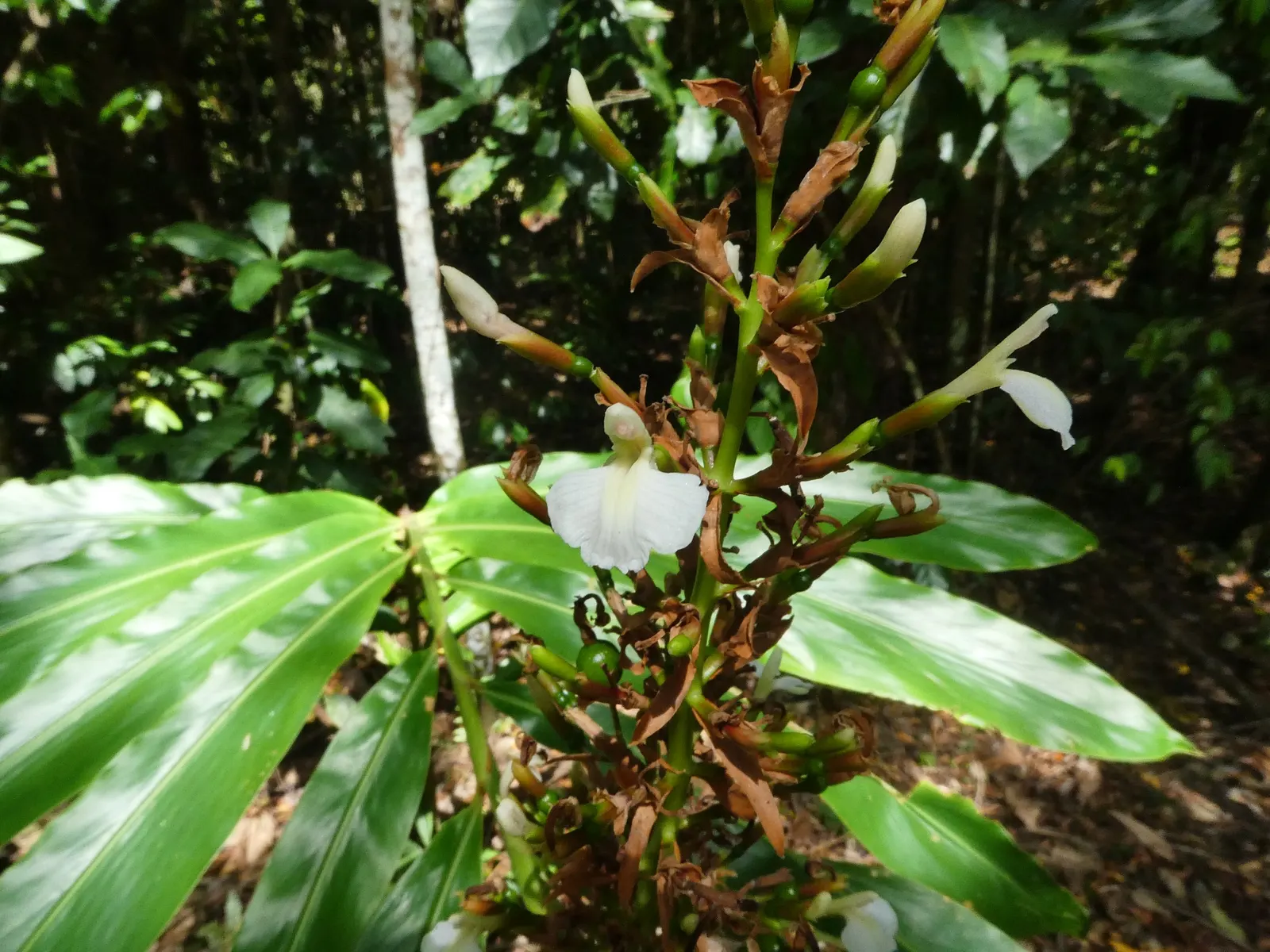 Wild Ginger (Asarum Canadense) — The plant boasts a low-spreading habit; maroon, bell-shaped flowers bloom subtly beneath foliage in spring, image 94