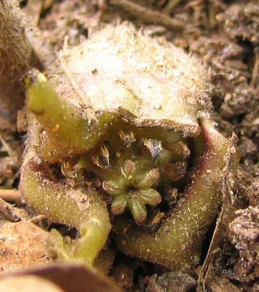 Wild Ginger (Asarum Canadense) — is a North American native perennial that thrives in the dappled shade of woodland settings; typically reaching, image 71