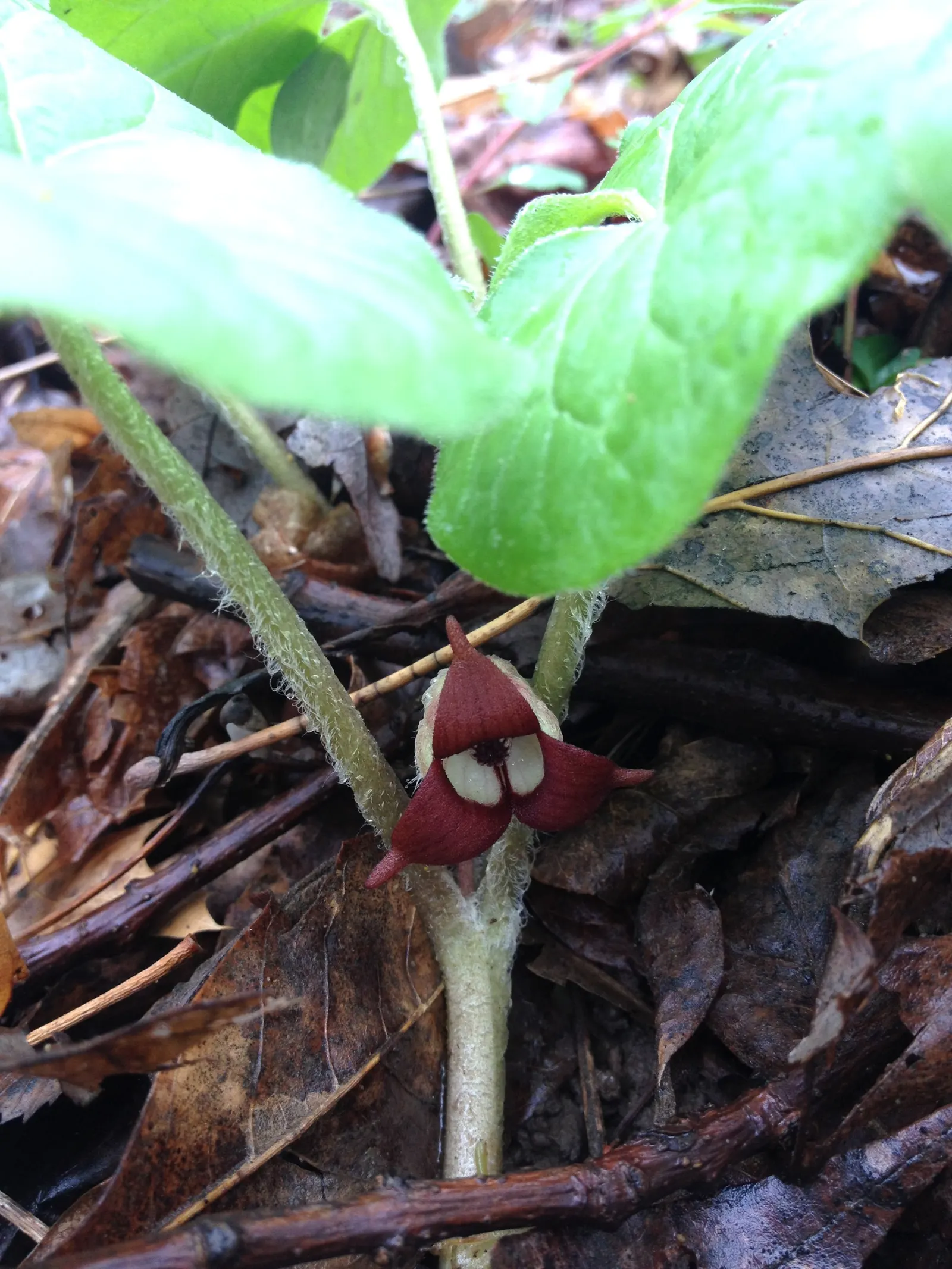 Wild Ginger (Asarum Canadense) — making it an exemplary choice for naturalistic and shade garden designs