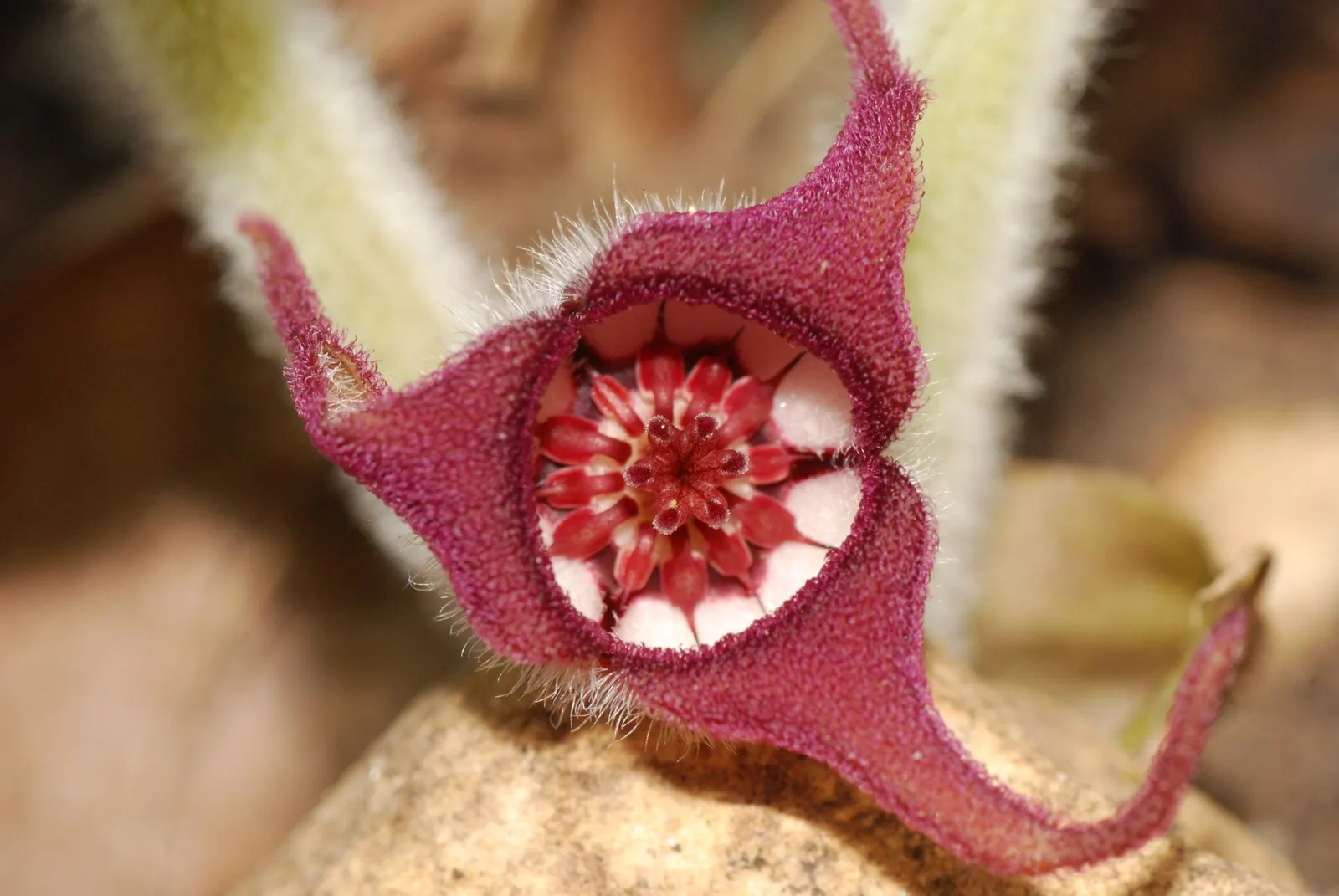 Wild Ginger (Asarum Canadense) — With heart-shaped leaves reaching 6 inches wide, it spreads to form a dense, 12-24 inches wide mat; when planting, image 87