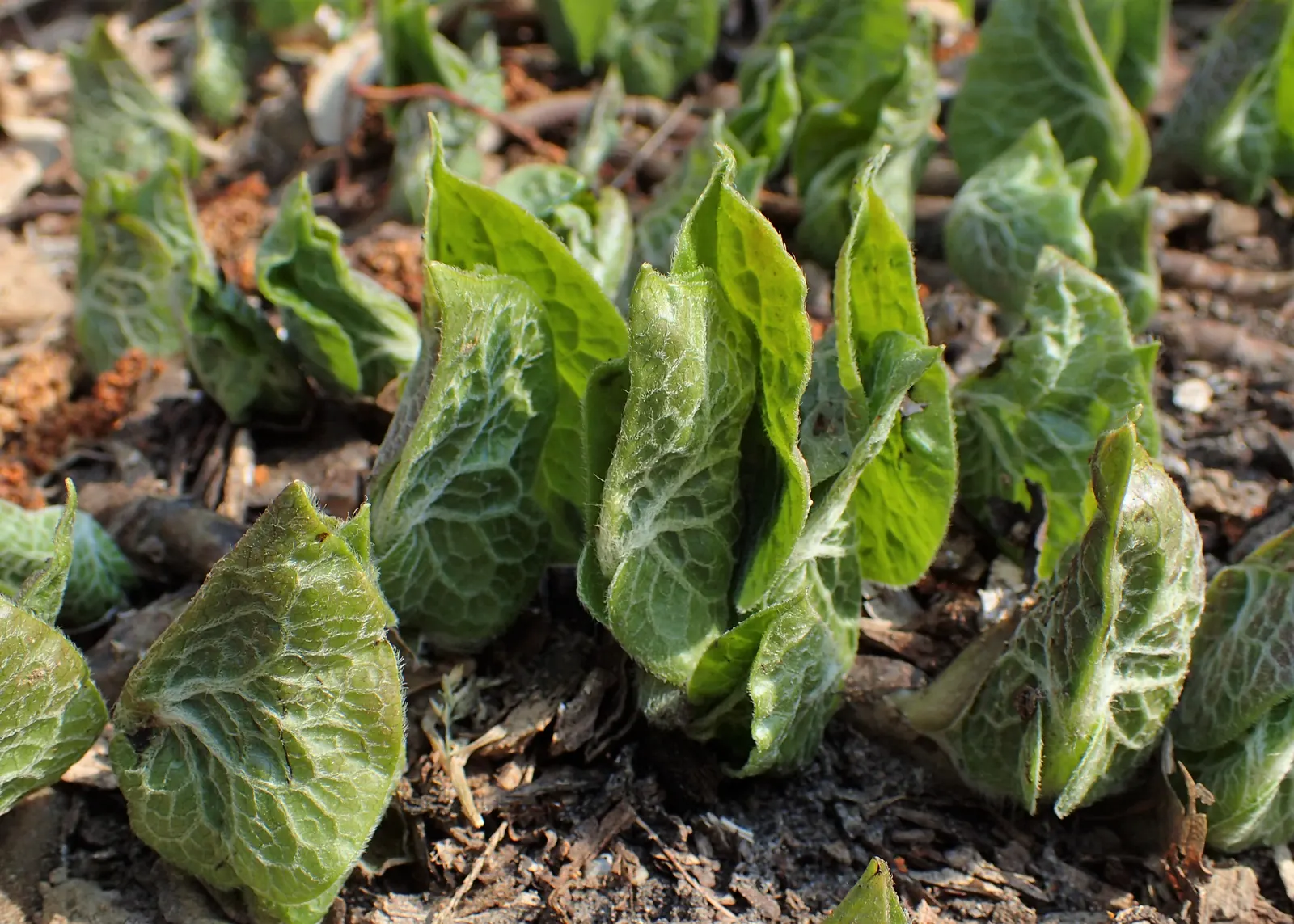 Wild Ginger (Asarum Canadense) — Hardy, low-maintenance, and excellent for naturalistic woodland settings; when planting, space the rhizomes, image 111
