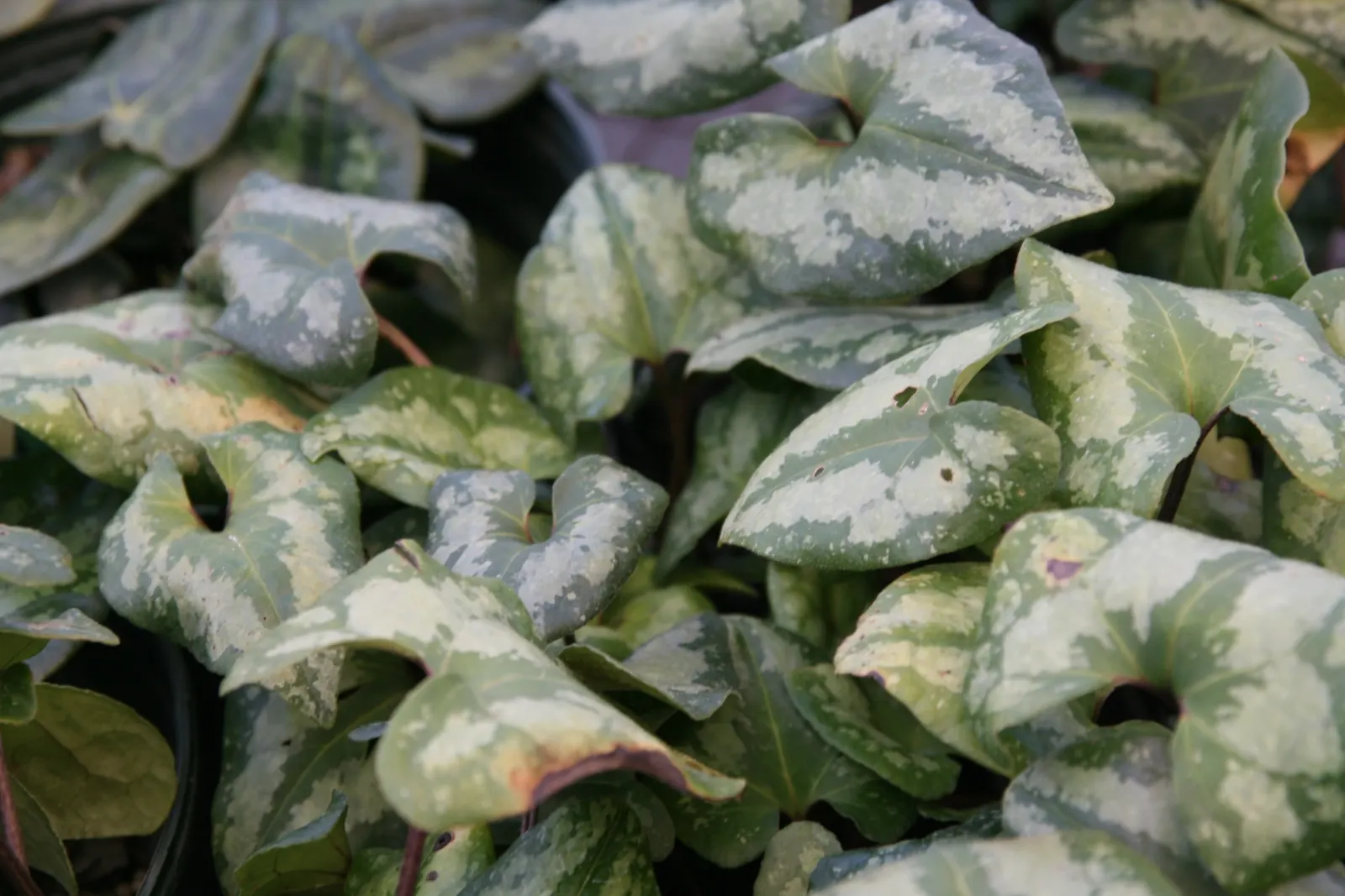 Wild Ginger (Asarum Canadense) — When planting, space the rhizomes approximately 12 inches apart to establish a dense mat, image 81