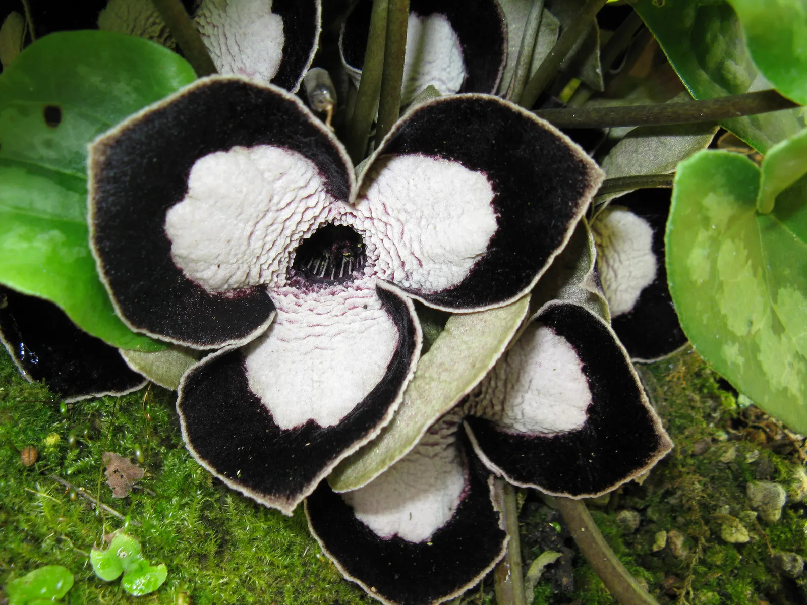 Wild Ginger (Asarum Canadense) — adding a broad-leafed visual interest beneath taller plants or trees