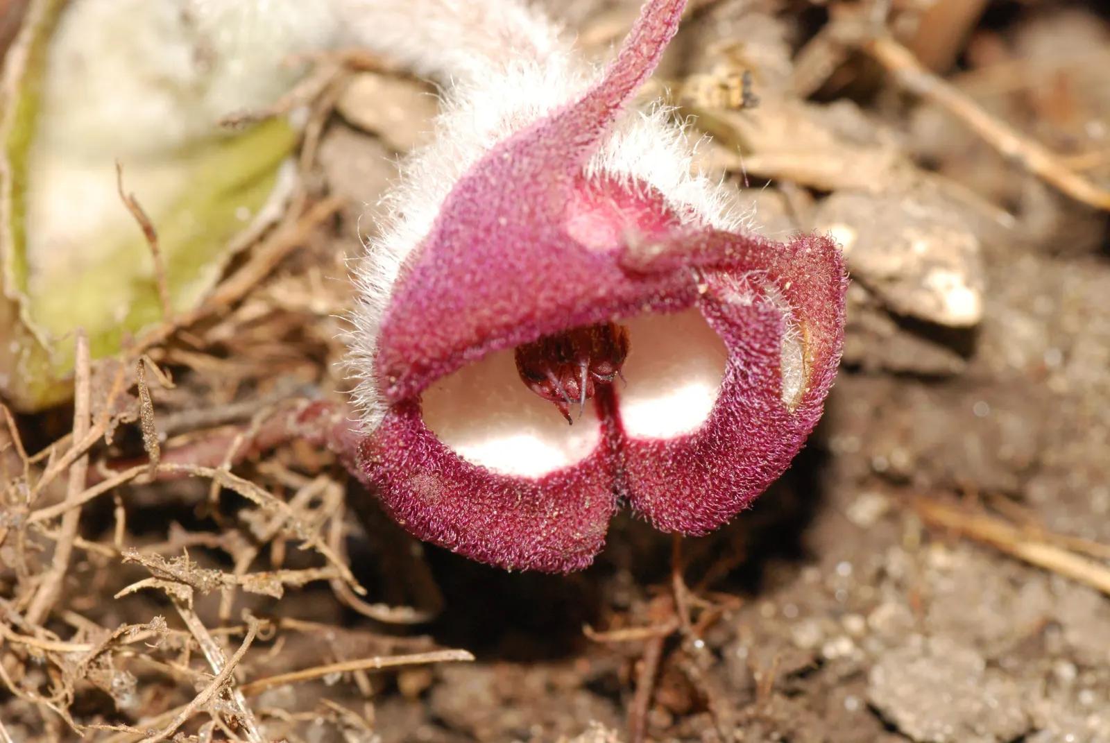 Wild Ginger (Asarum Canadense) — with a velvety texture that can span up to 6 inches across