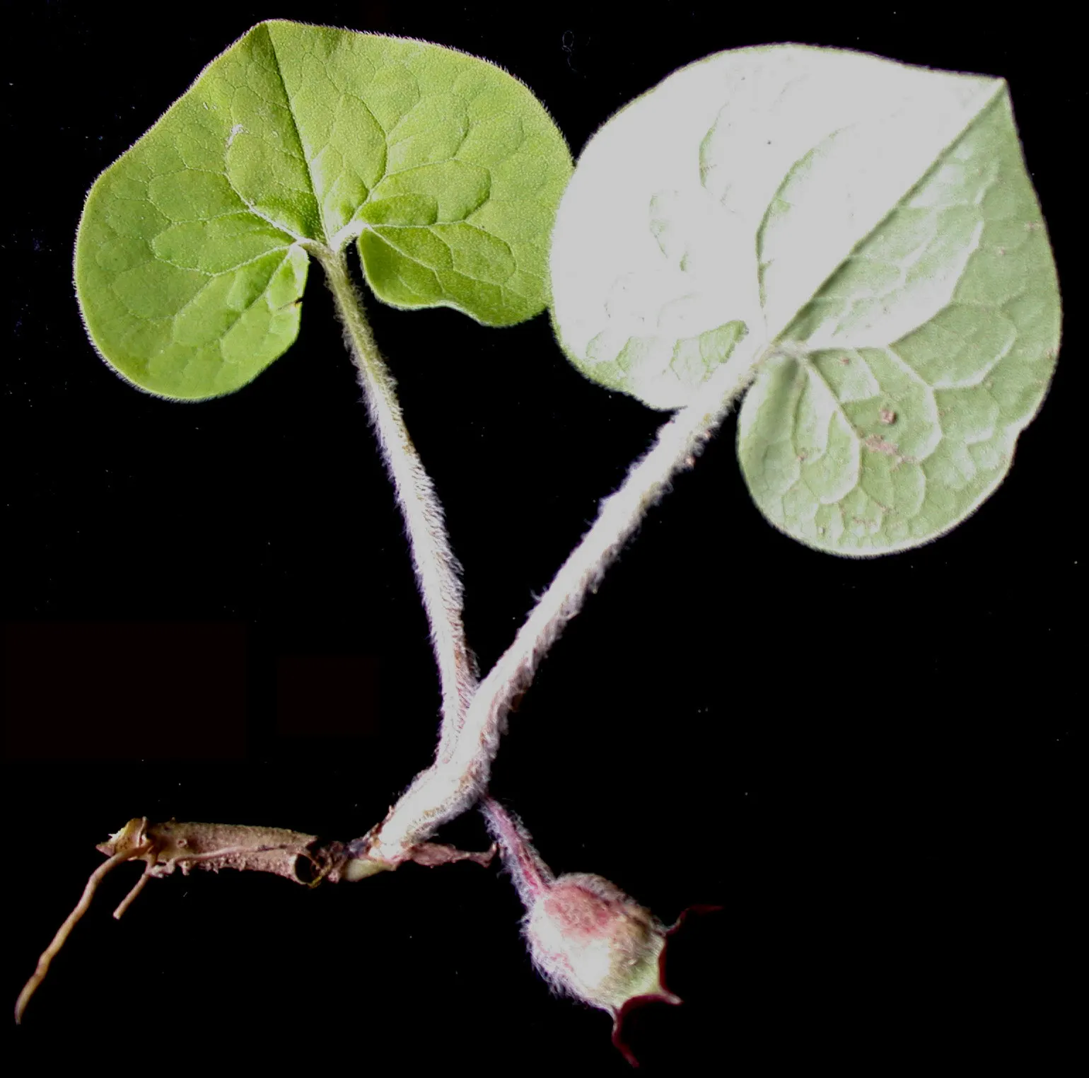 Wild Ginger (Asarum Canadense) — creating a lush carpet of foliage.<br><br>The heart-shaped leaves of Wild Ginger are a deep green; when planting, space the