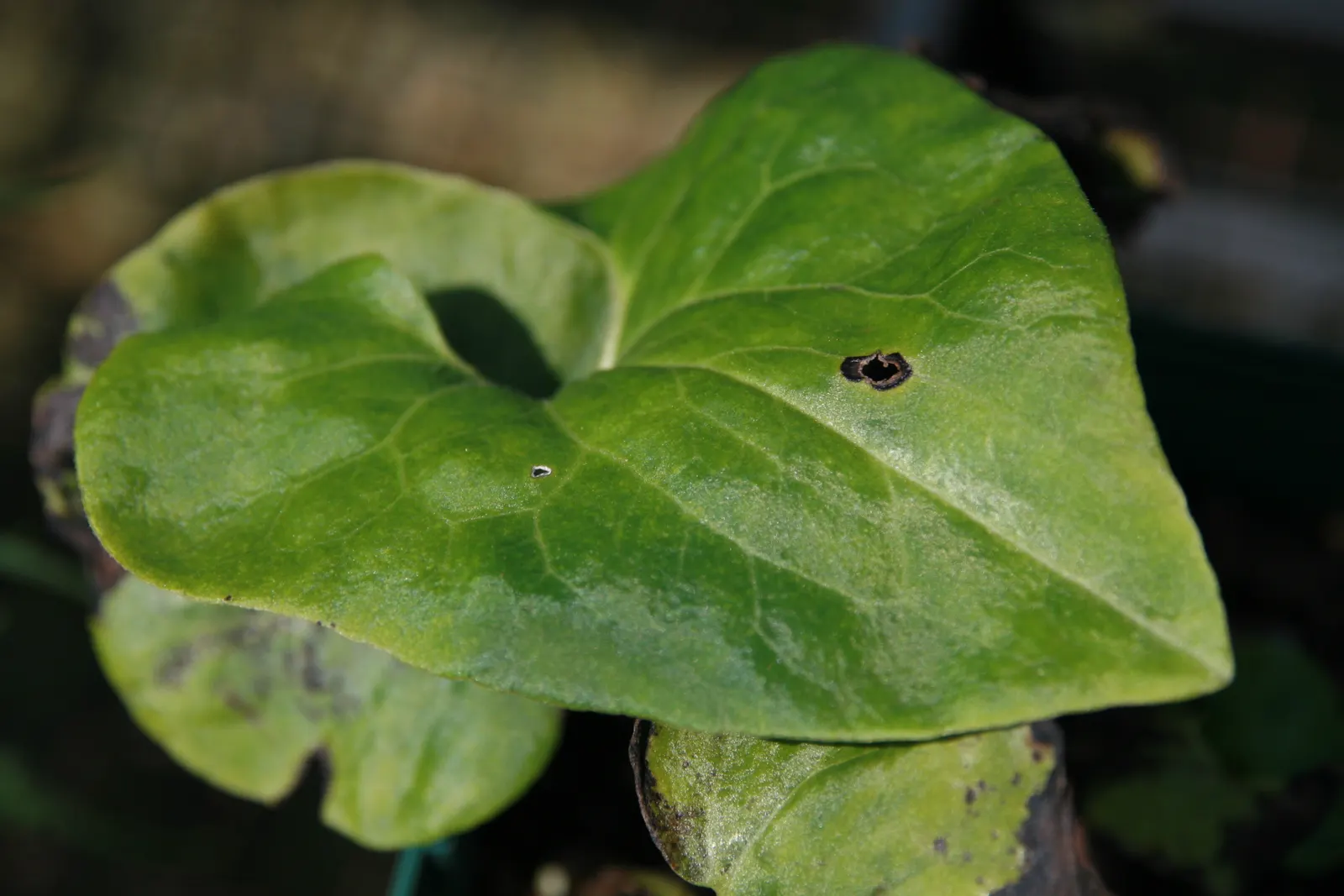 Wild Ginger (Asarum Canadense) — Maroon, bell-shaped flowers bloom subtly beneath foliage in spring, image 46